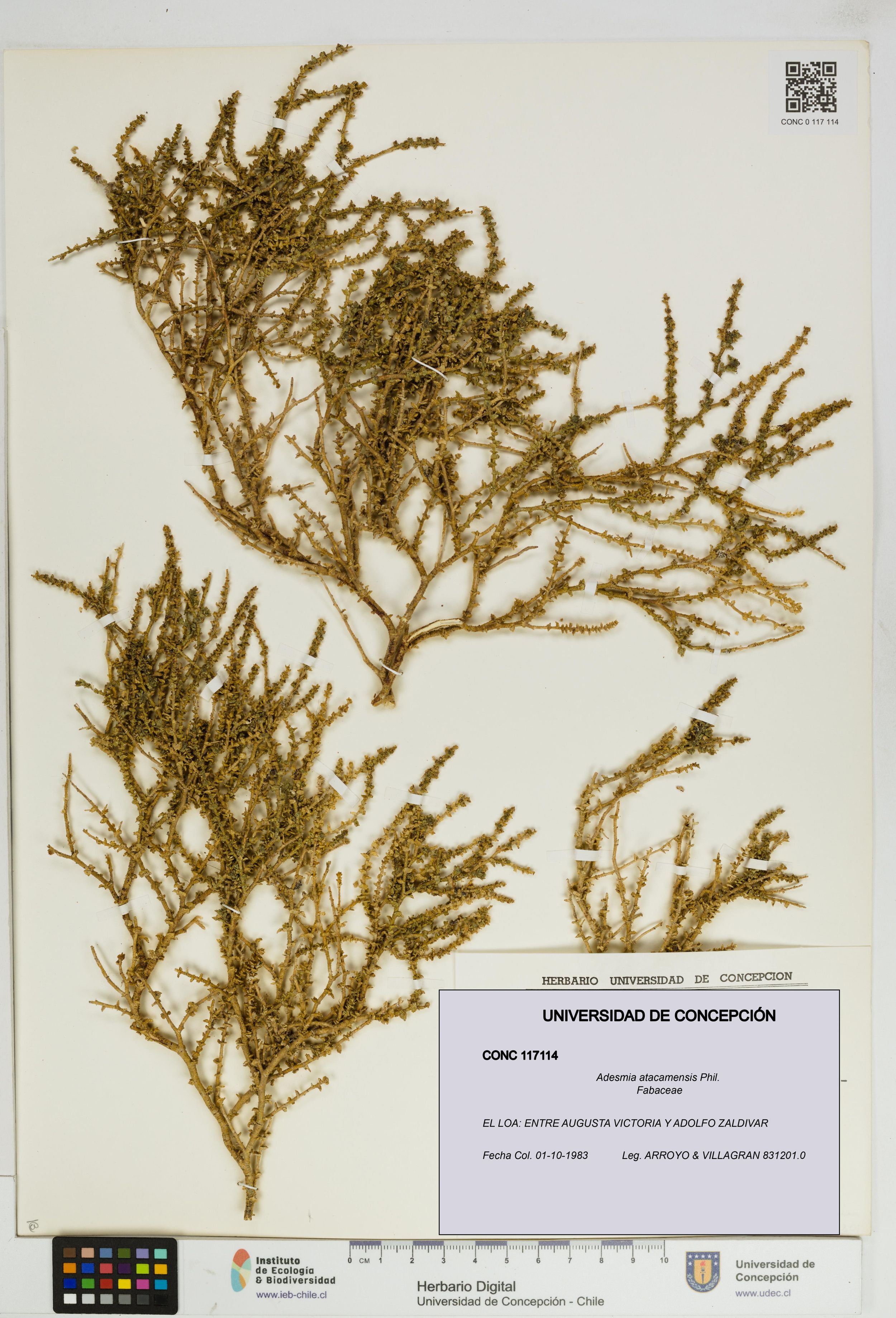 Adesmia atacamensis [Espécimen: ]