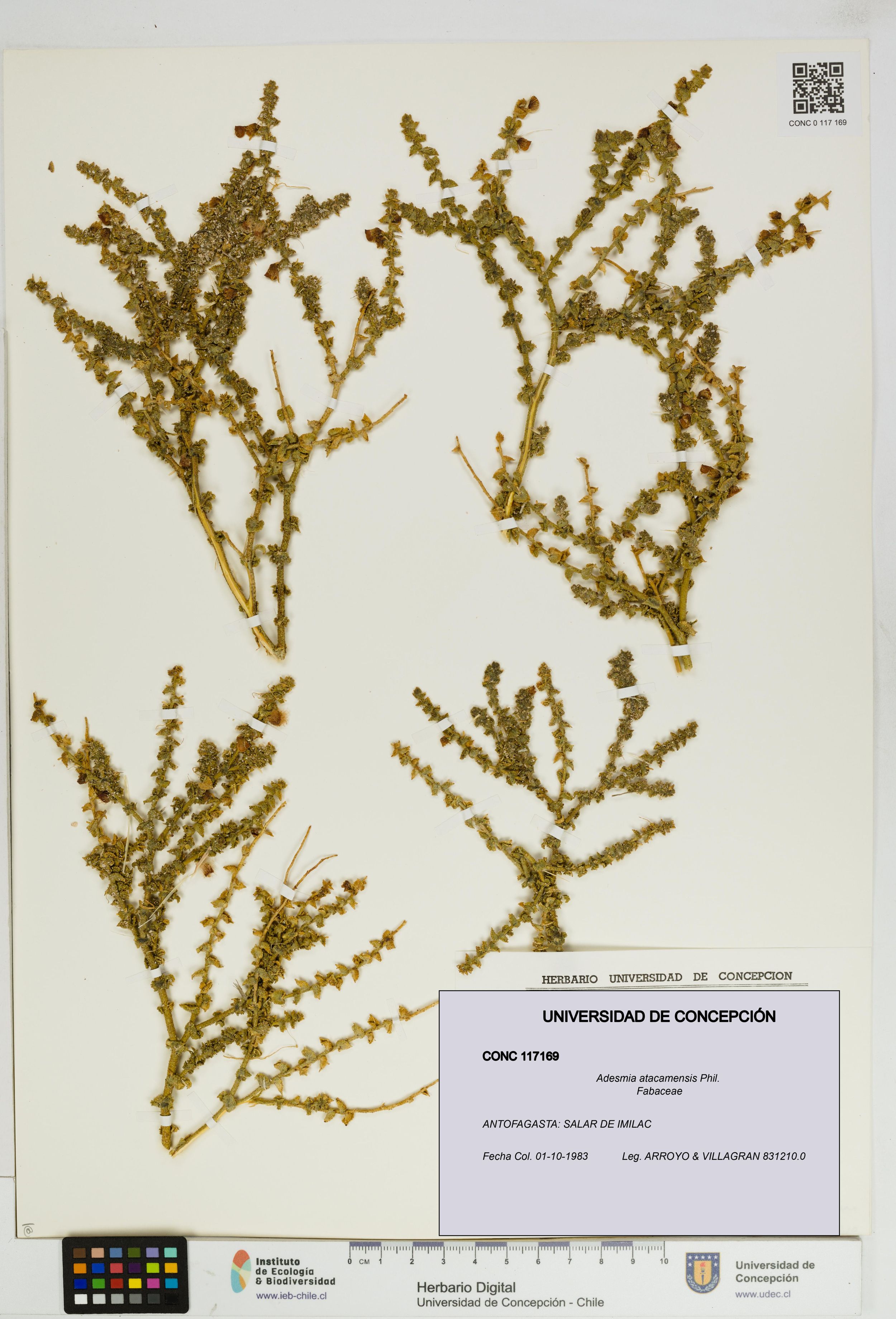 Adesmia atacamensis [Espécimen: ]