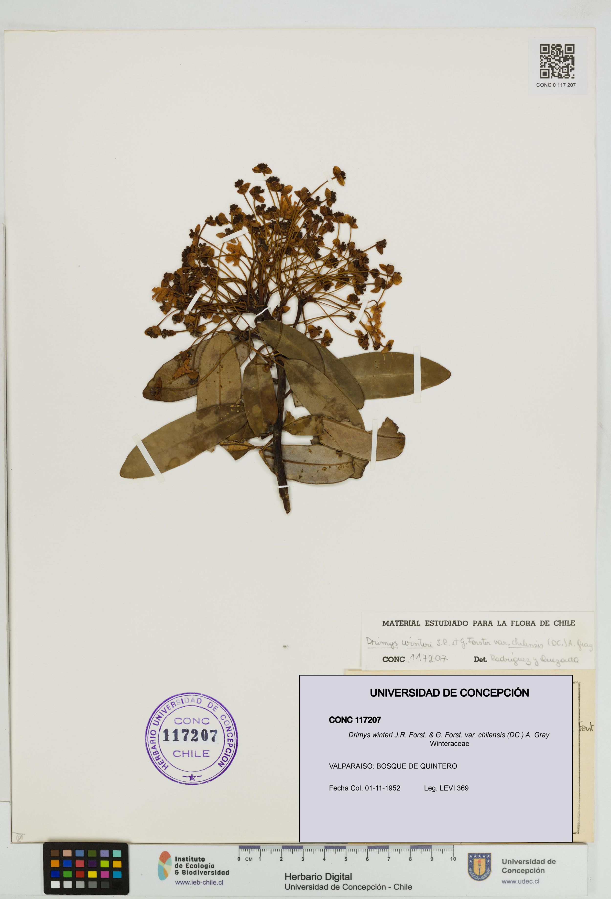 Drimys winteri var. chilensis [Espécimen: ]