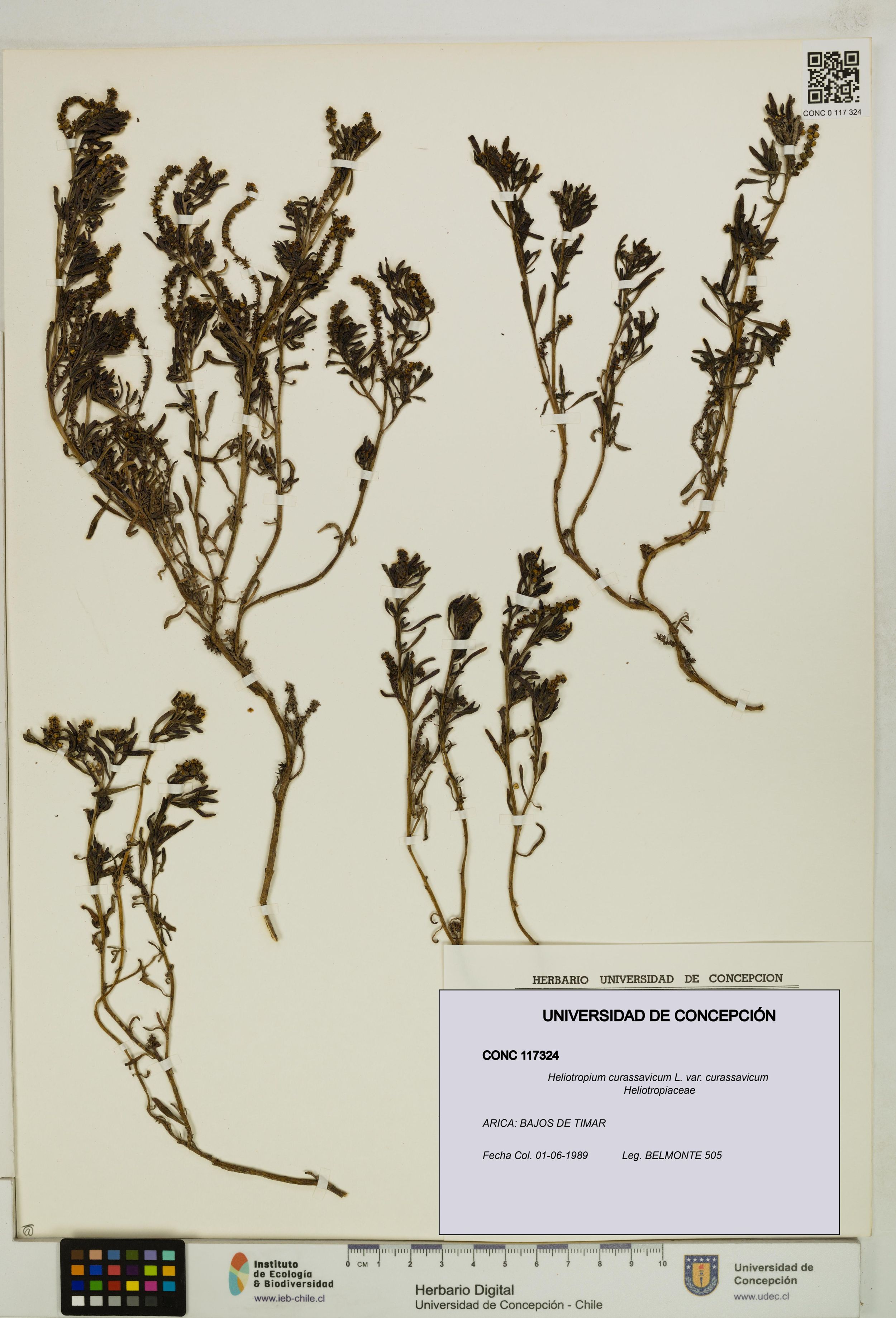 Heliotropium curassavicum var. curassavicum [Espécimen: ]