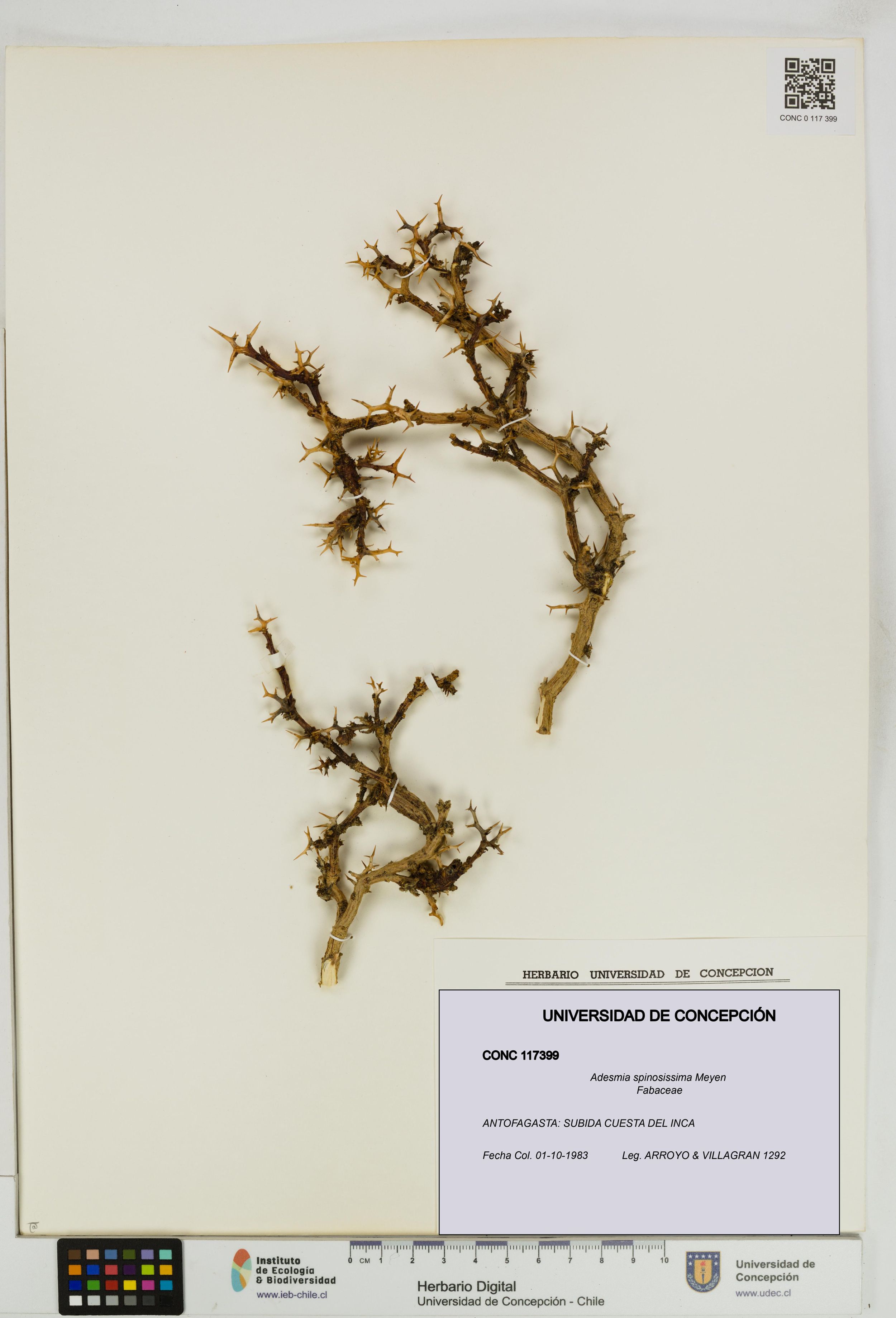 Adesmia spinosissima [Espécimen: ]
