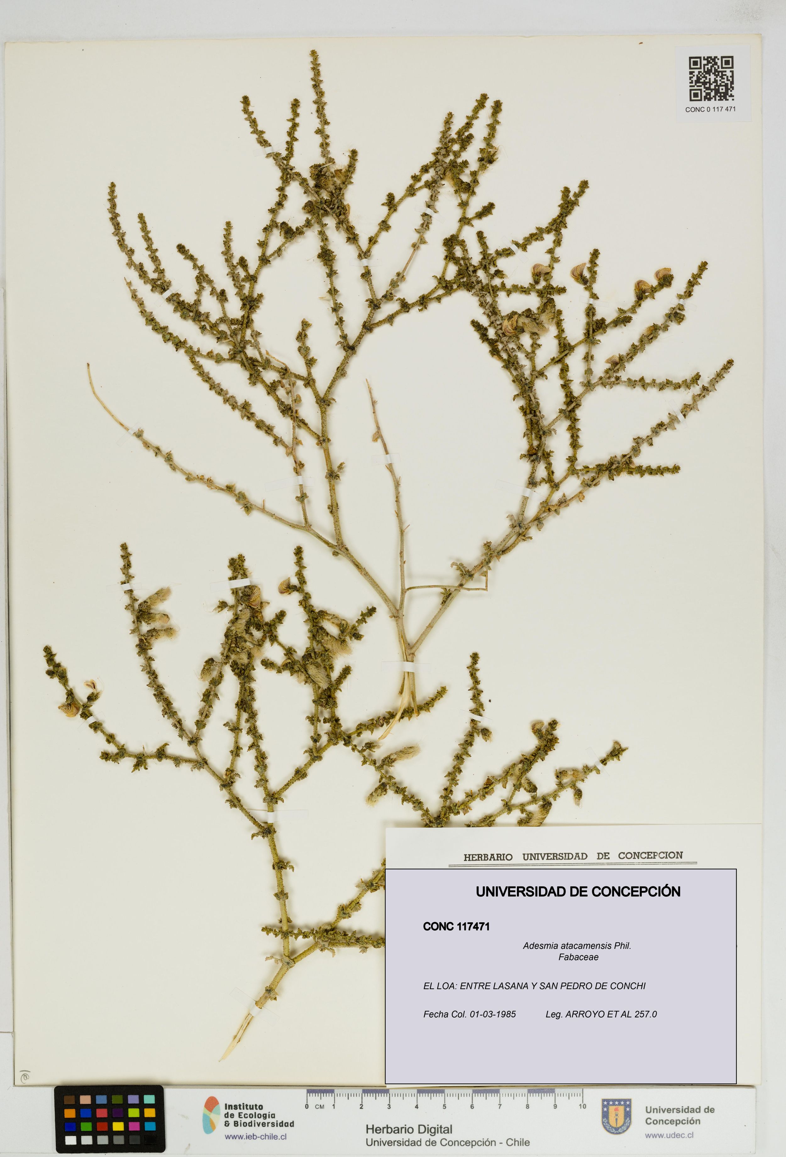 Adesmia atacamensis [Espécimen: ]