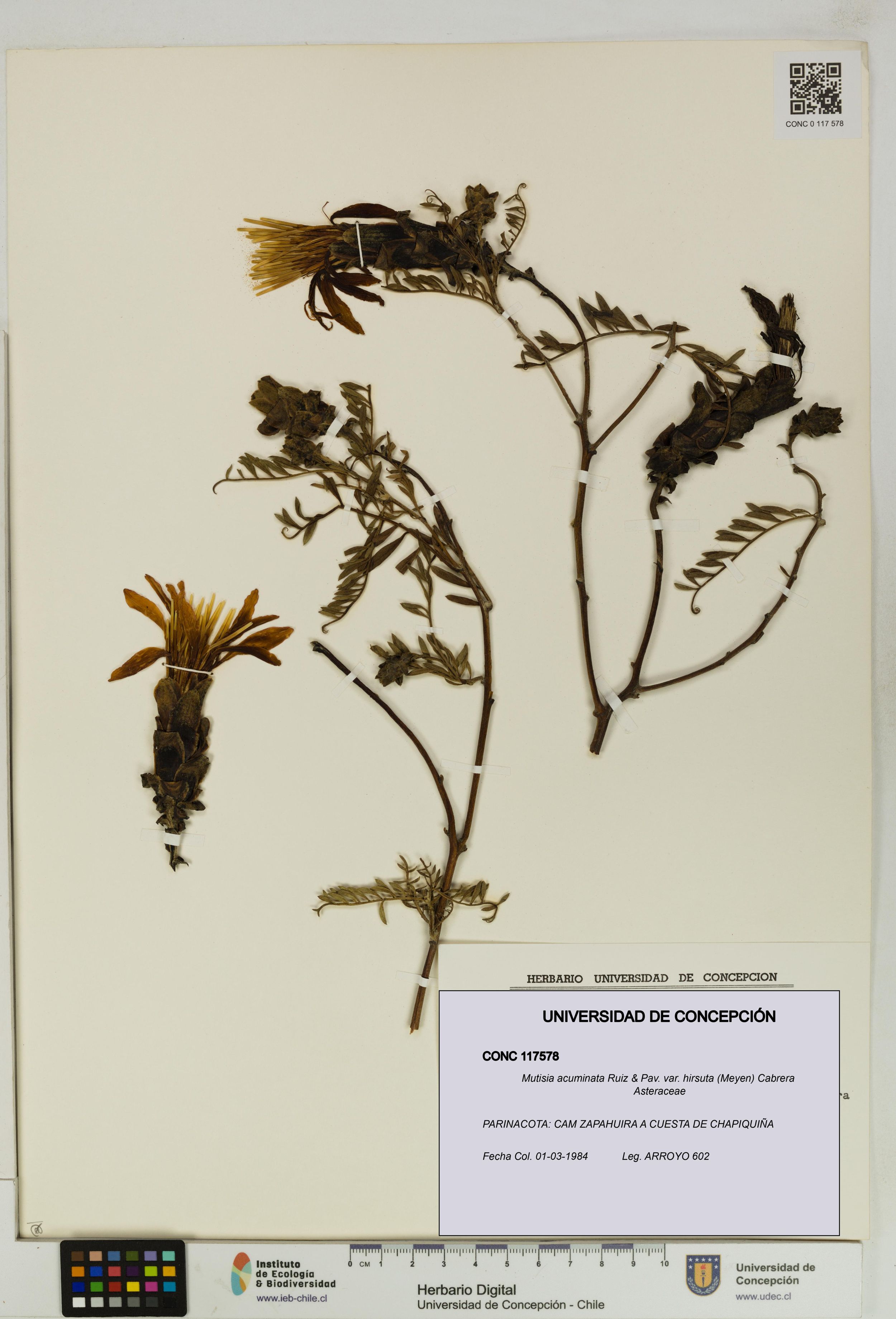 Mutisia acuminata [Espécimen: ]