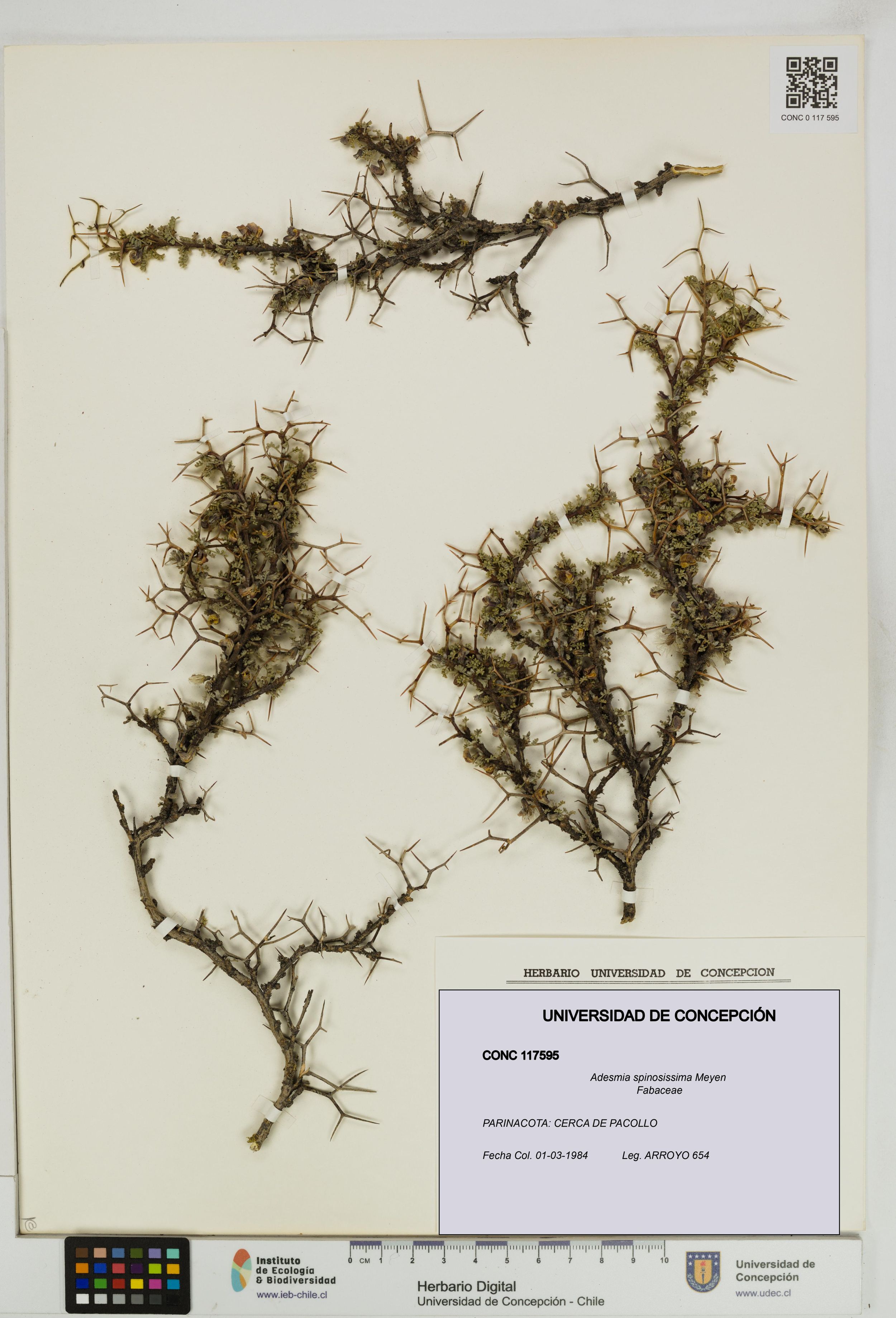 Adesmia spinosissima [Espécimen: ]