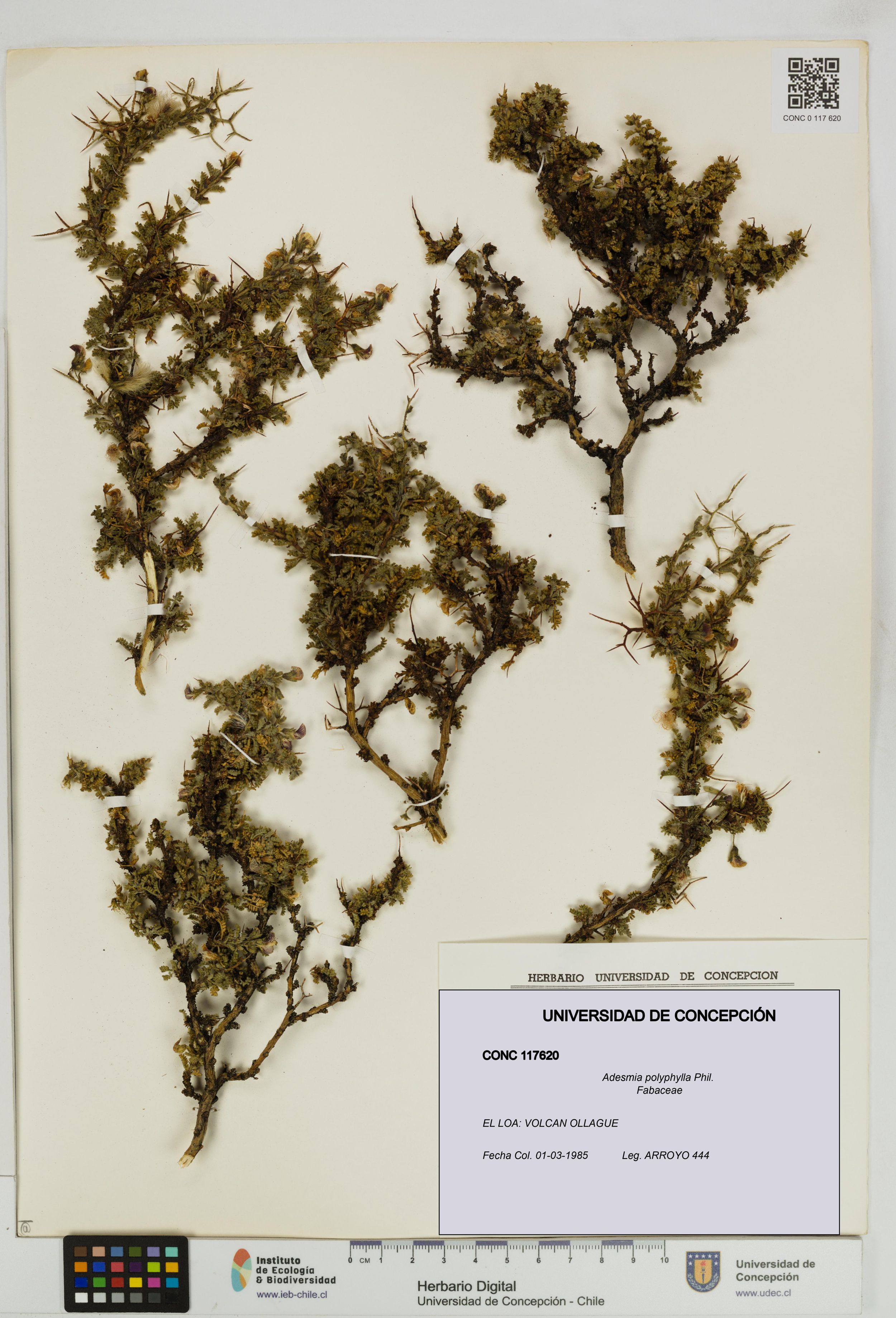 Adesmia polyphylla [Espécimen: ]