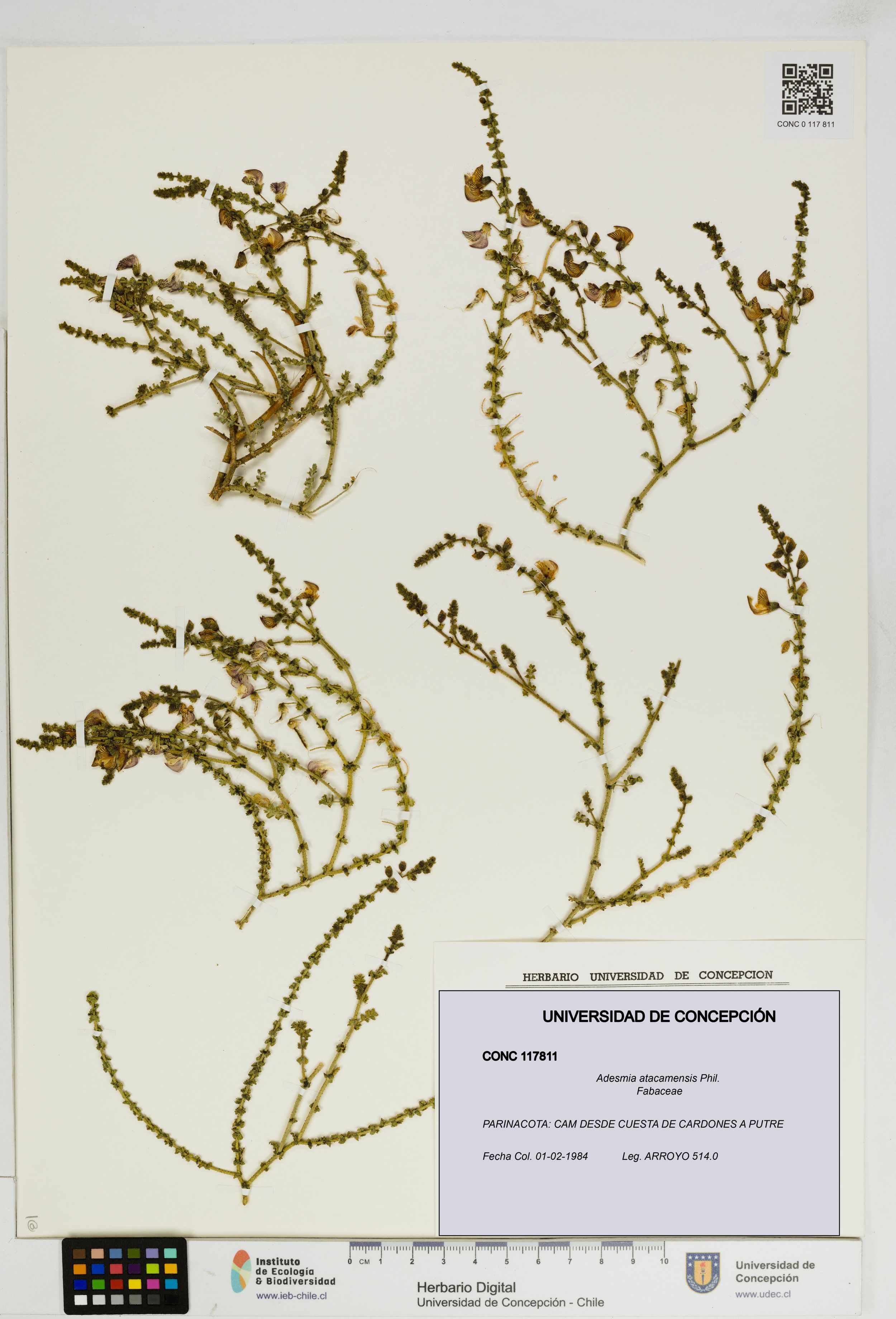 Adesmia atacamensis [Espécimen: ]