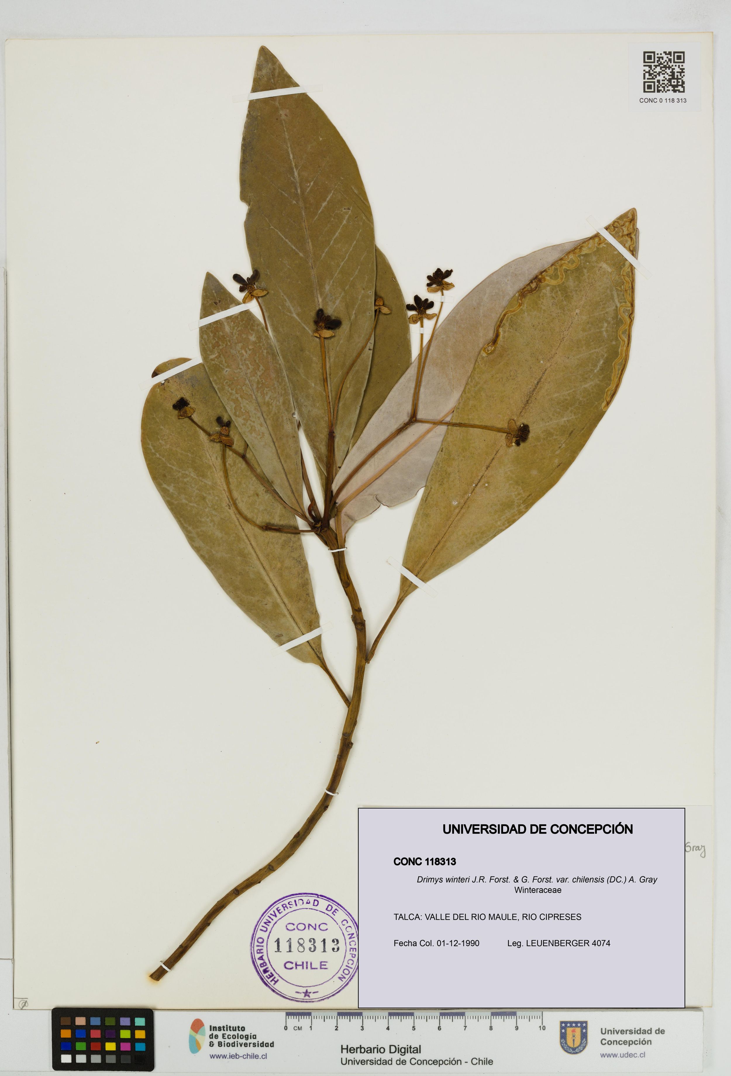 Drimys winteri var. chilensis [Espécimen: ]
