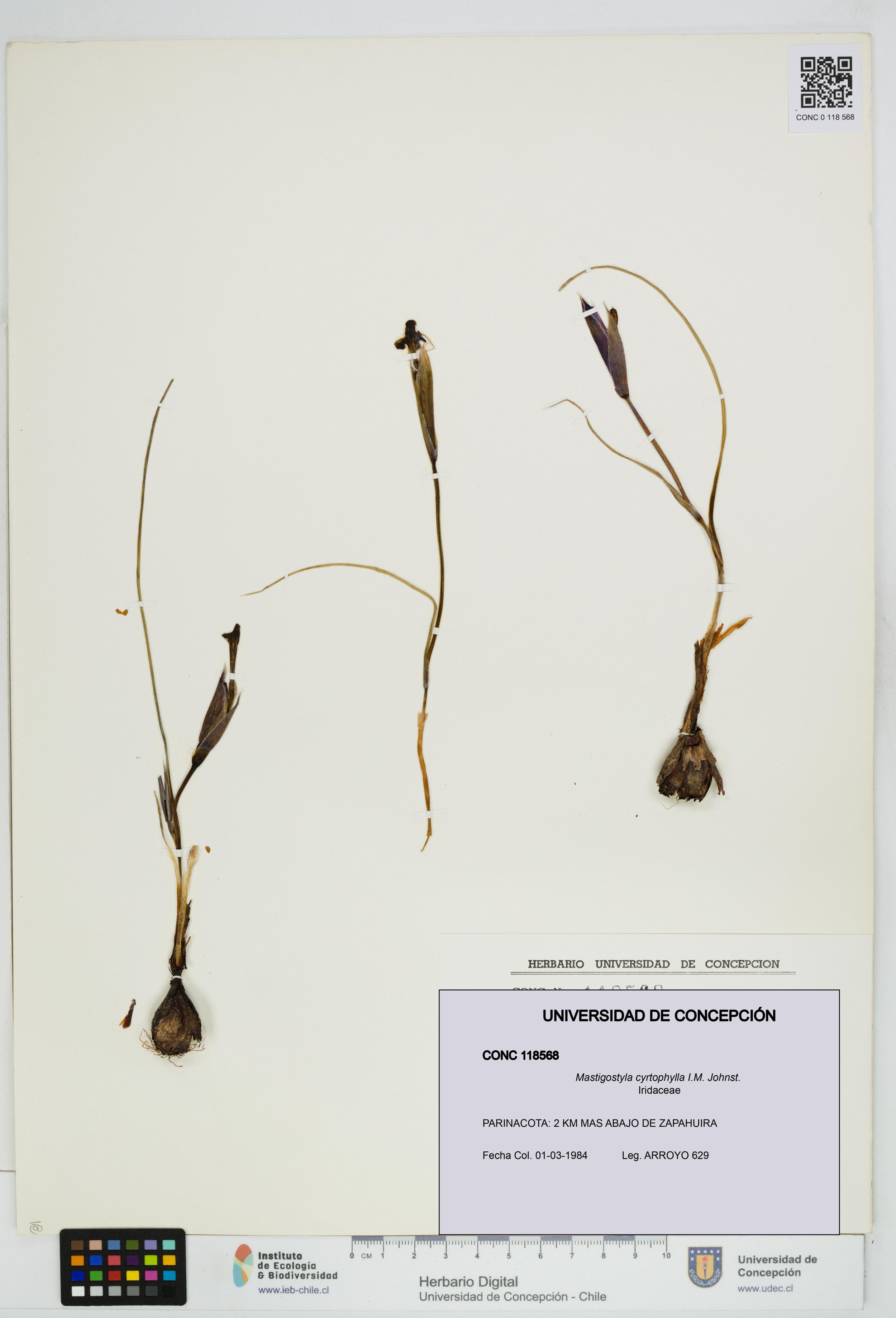 Mastigostyla cyrtophylla [Espécimen: ]