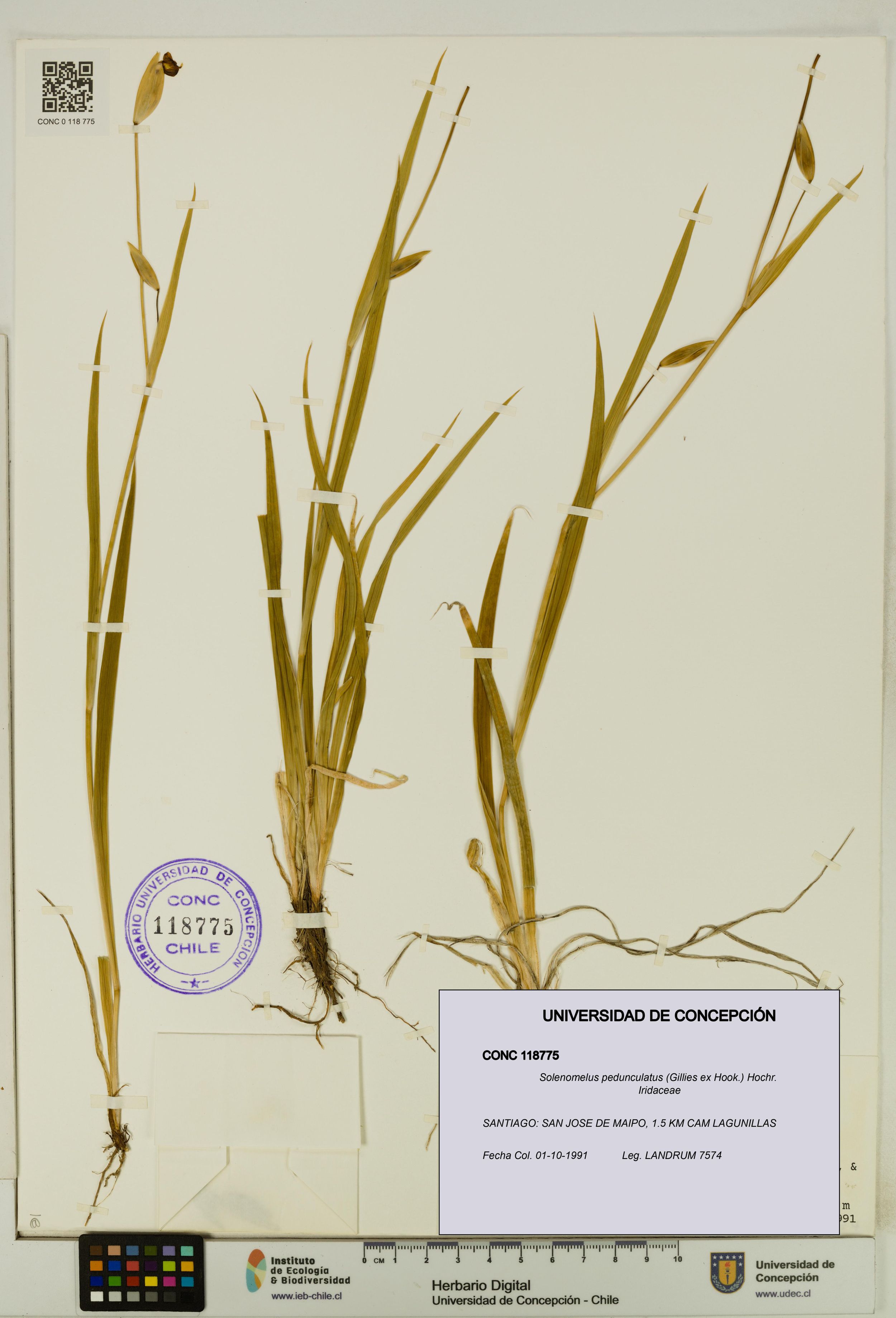 Solenomelus pedunculatus [Espécimen: ]