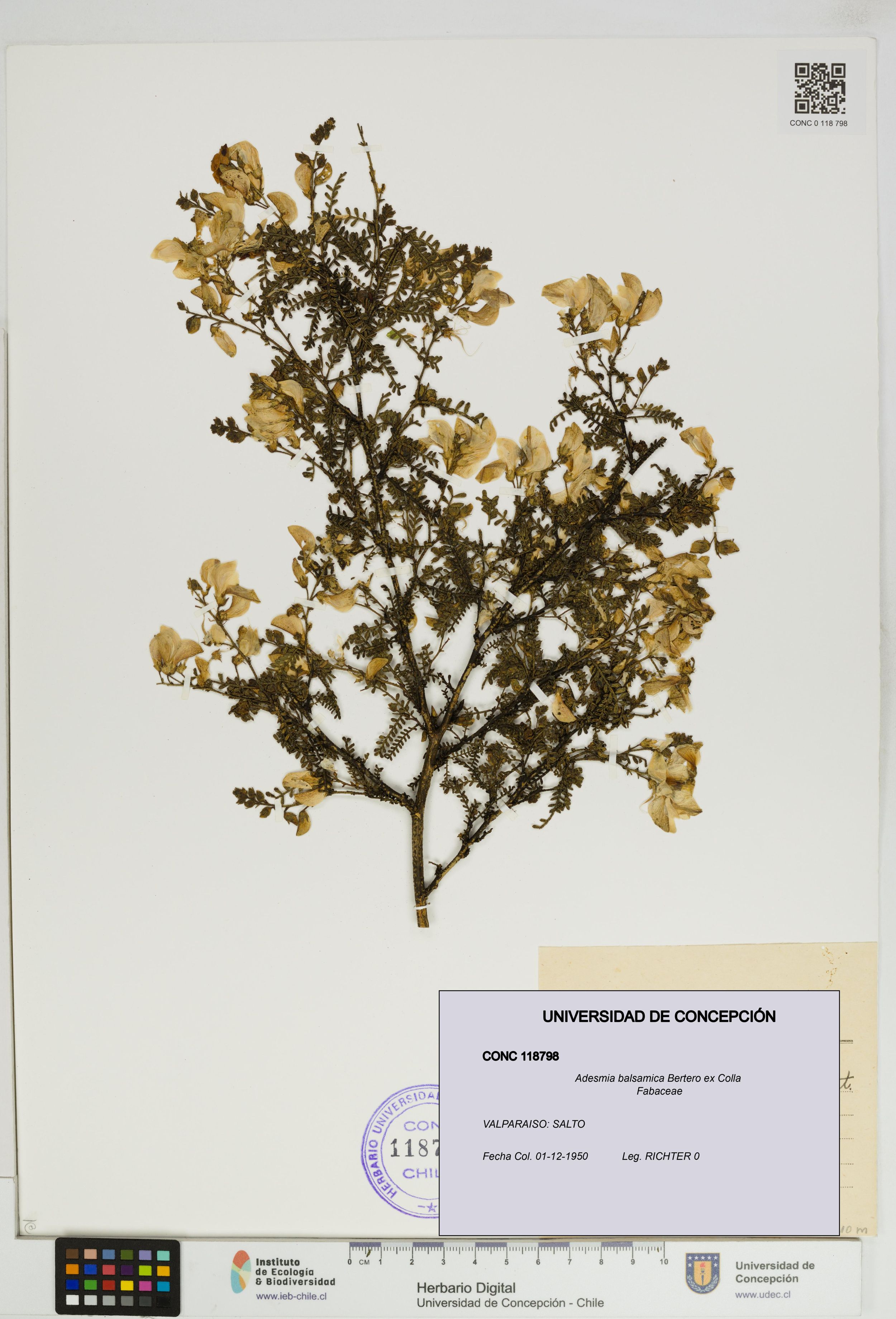 Adesmia balsamica [Espécimen: ]