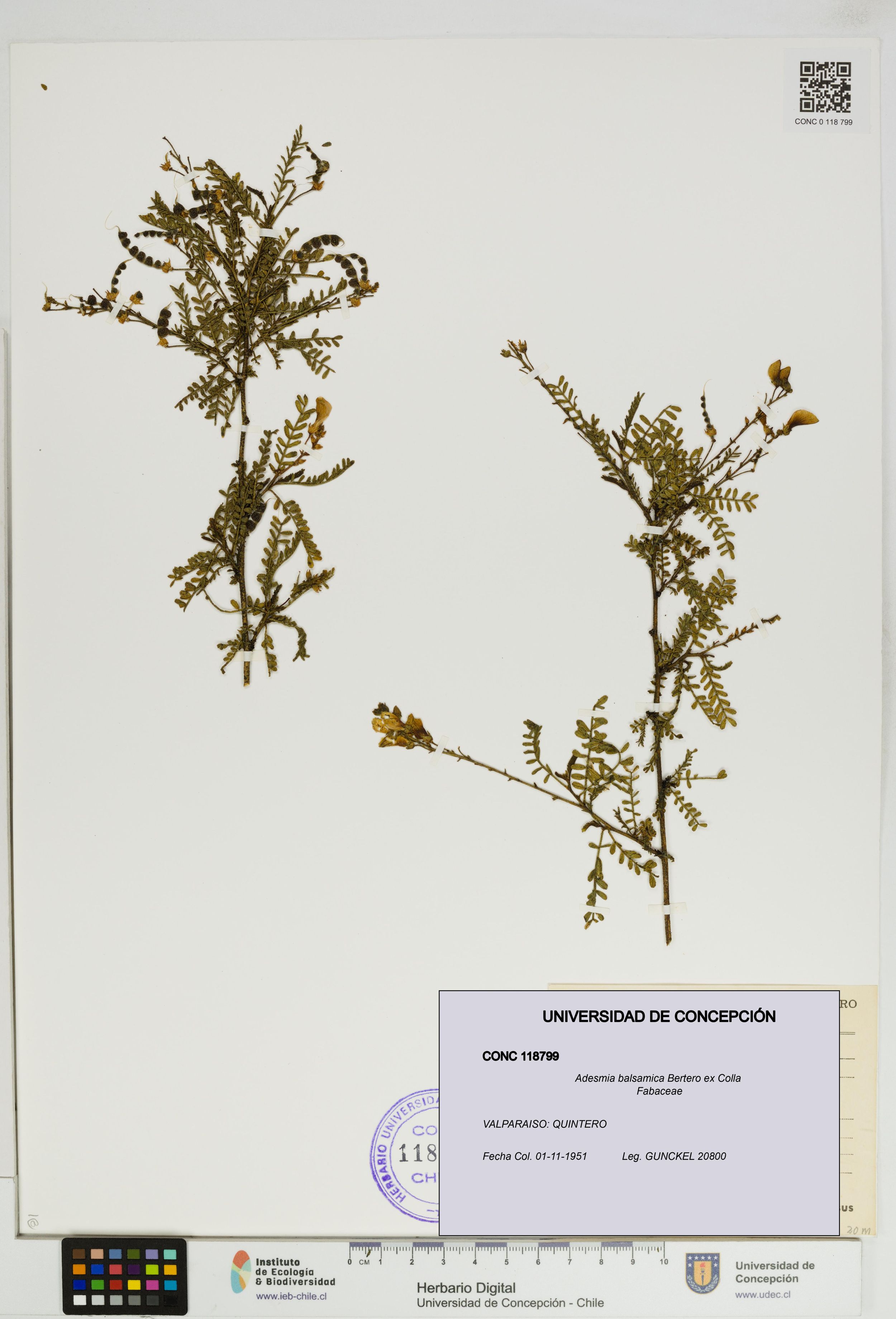 Adesmia balsamica [Espécimen: ]