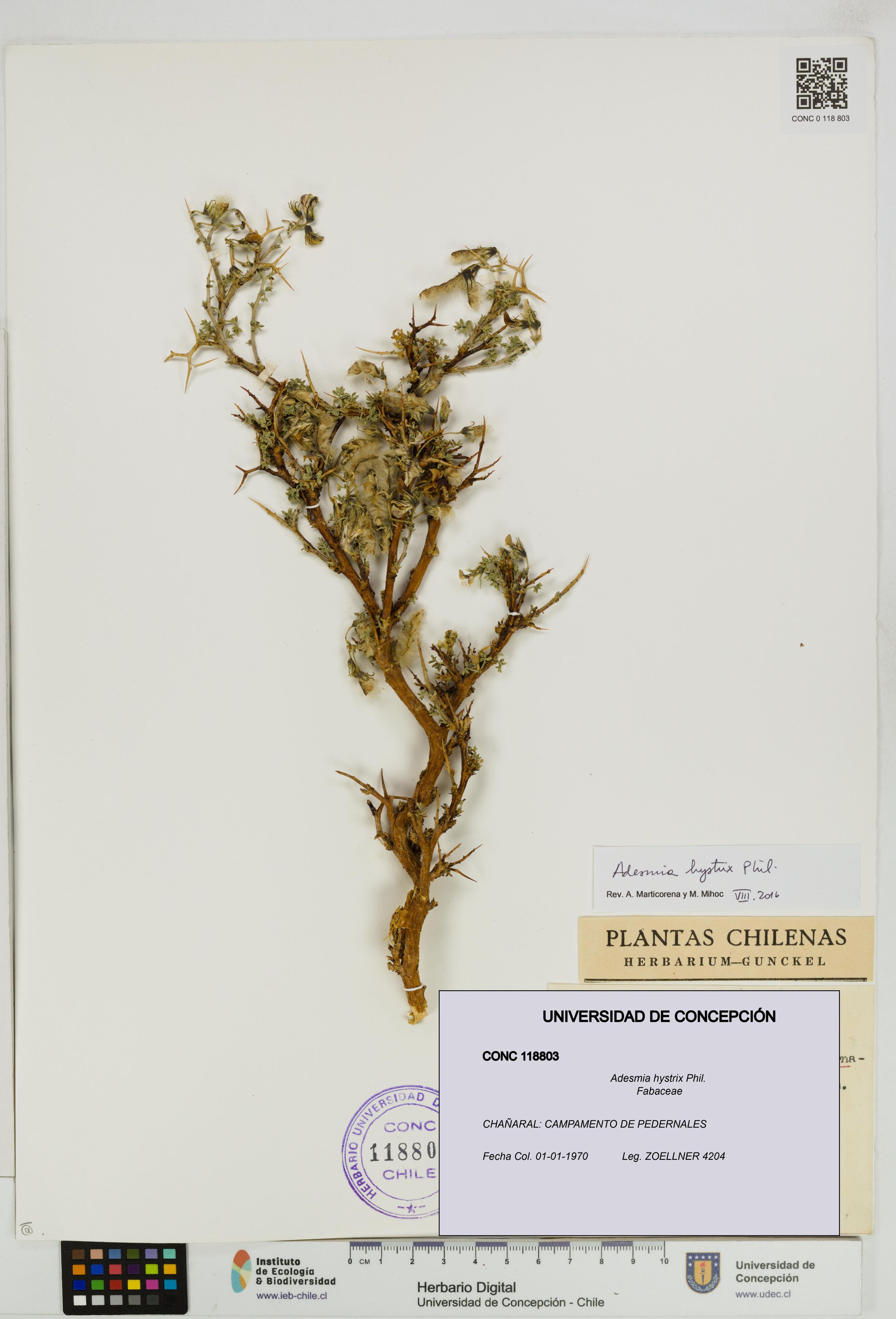 Adesmia hystrix [Espécimen: ]