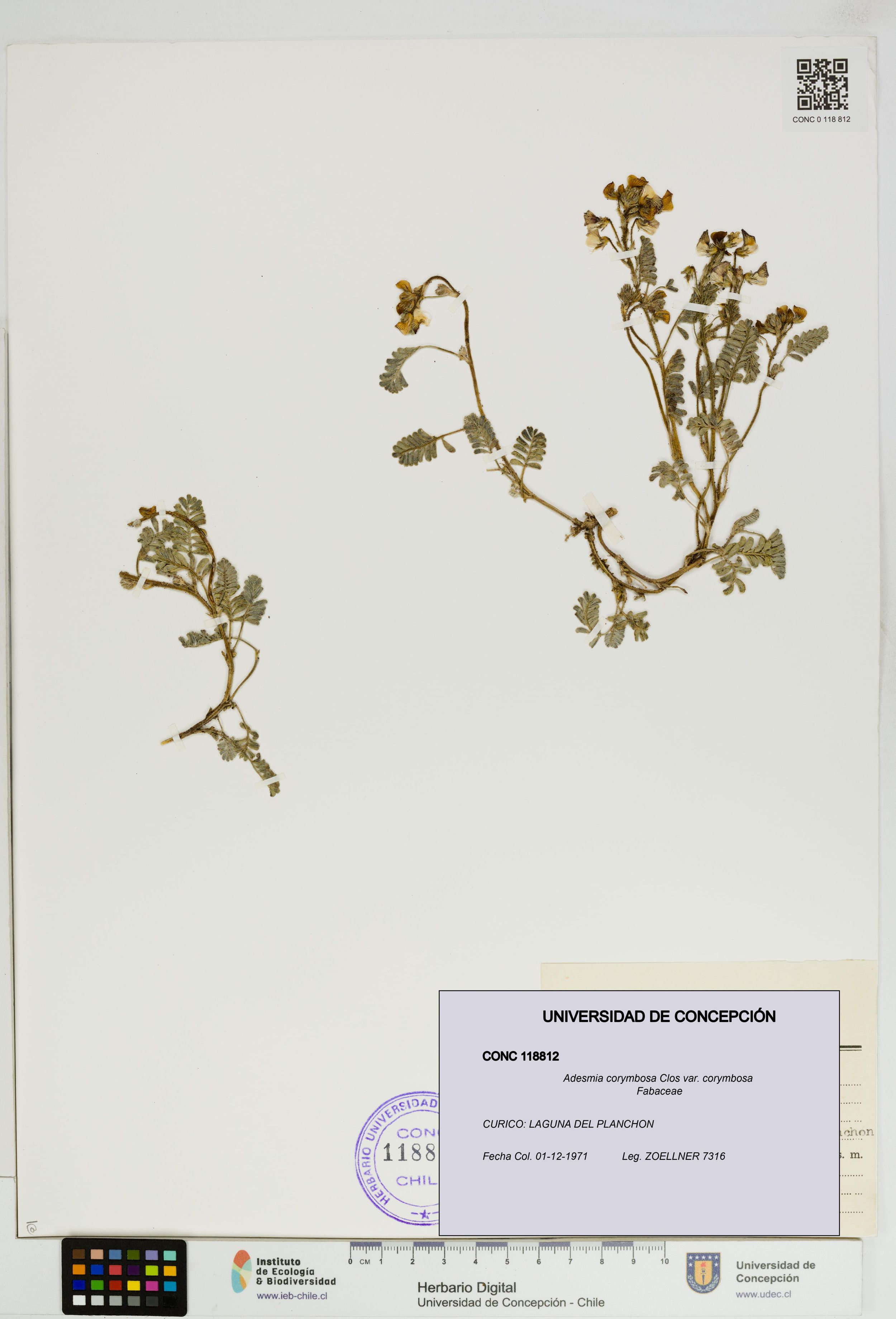 Adesmia corymbosa var. corymbosa [Espécimen: ]