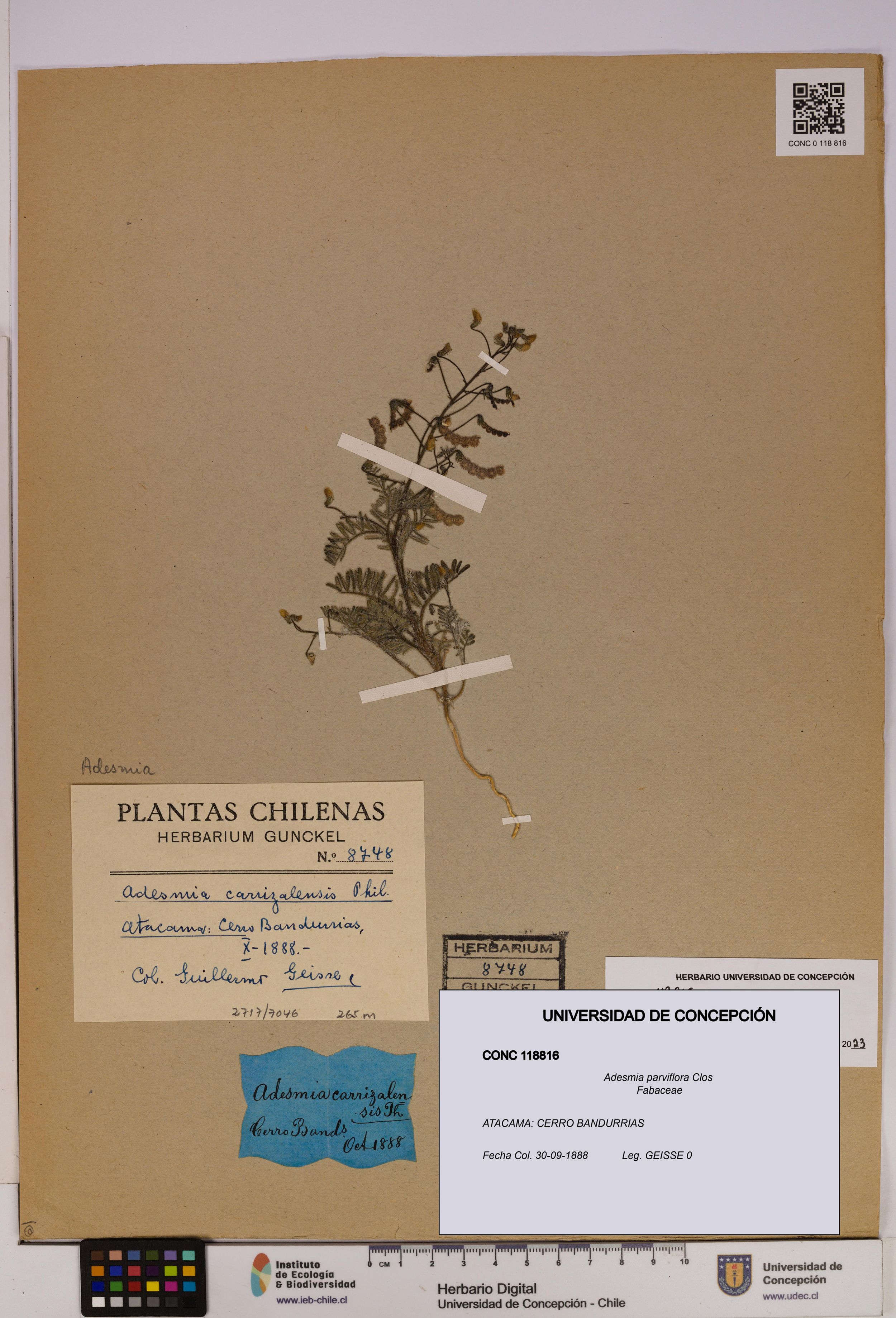 Adesmia parviflora [Espécimen: ]