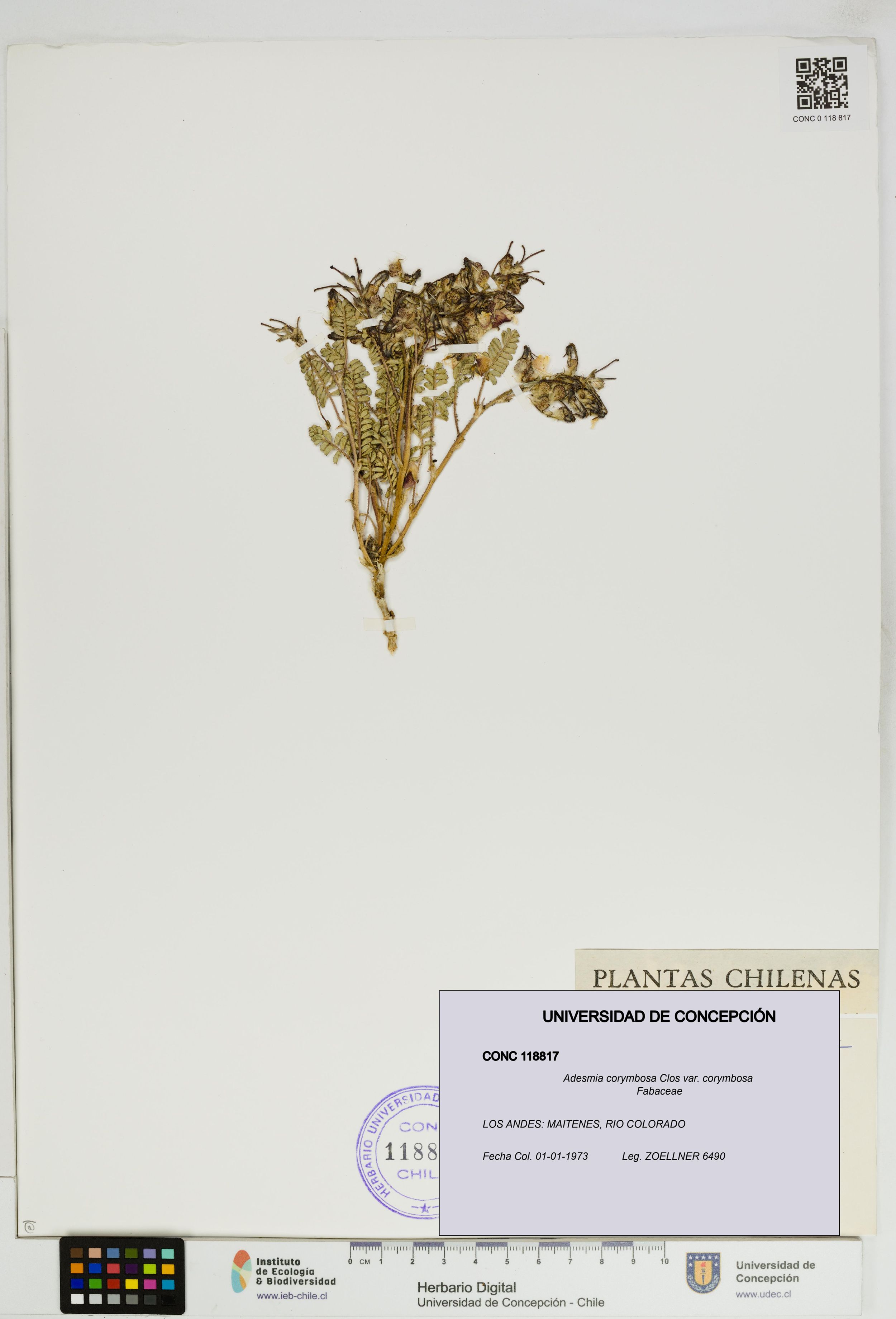 Adesmia corymbosa var. corymbosa [Espécimen: ]