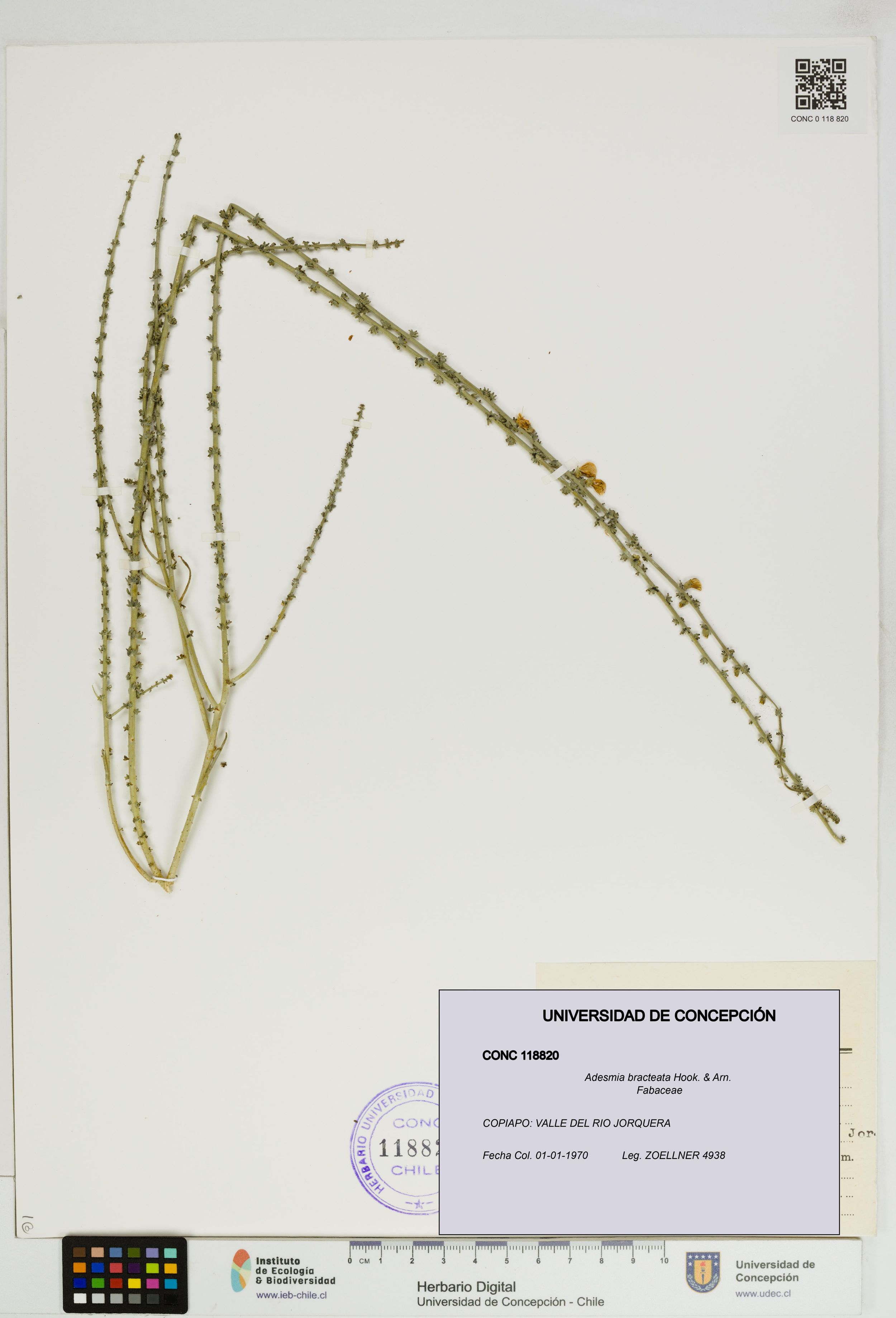 Adesmia bracteata [Espécimen: ]