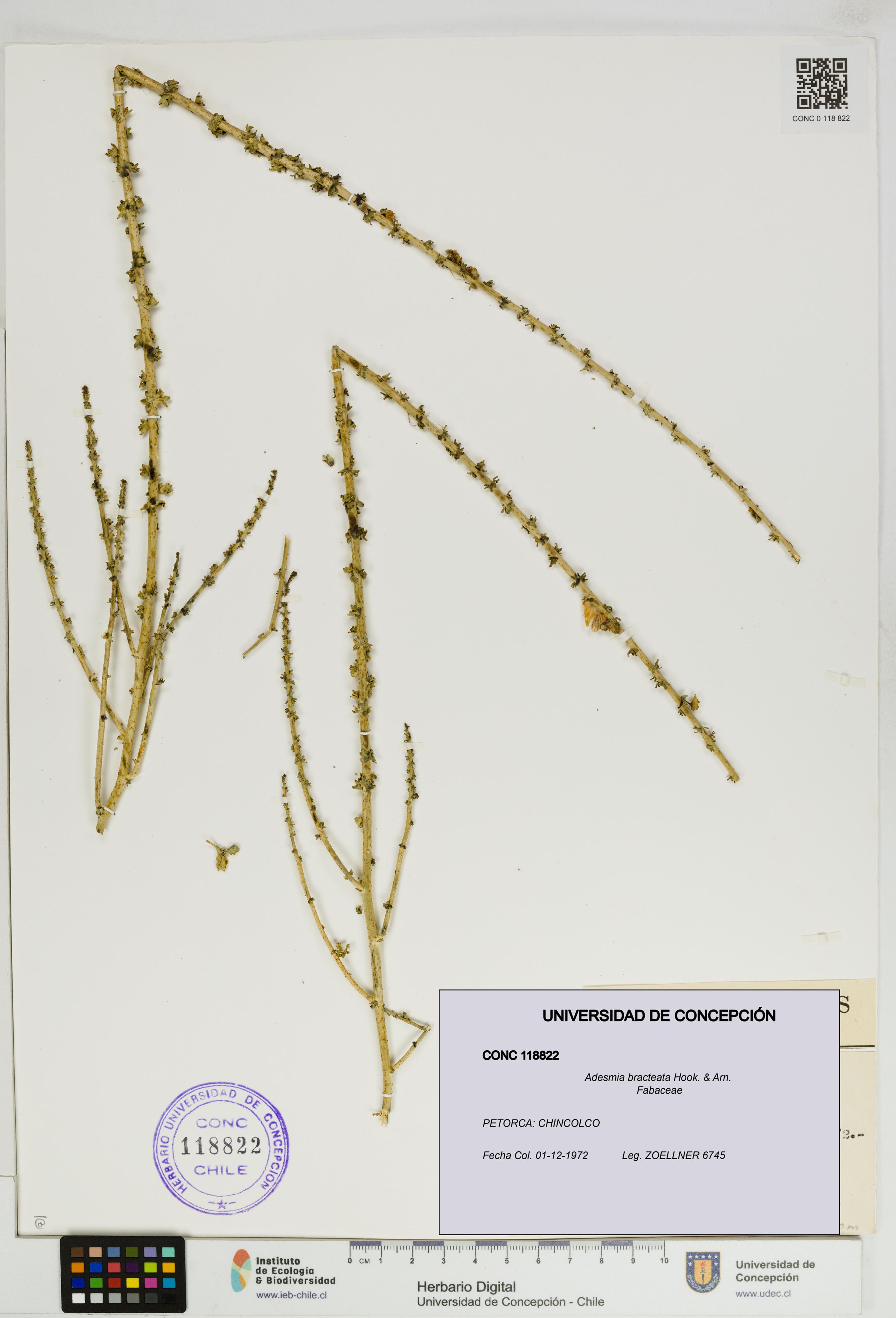 Adesmia bracteata [Espécimen: ]