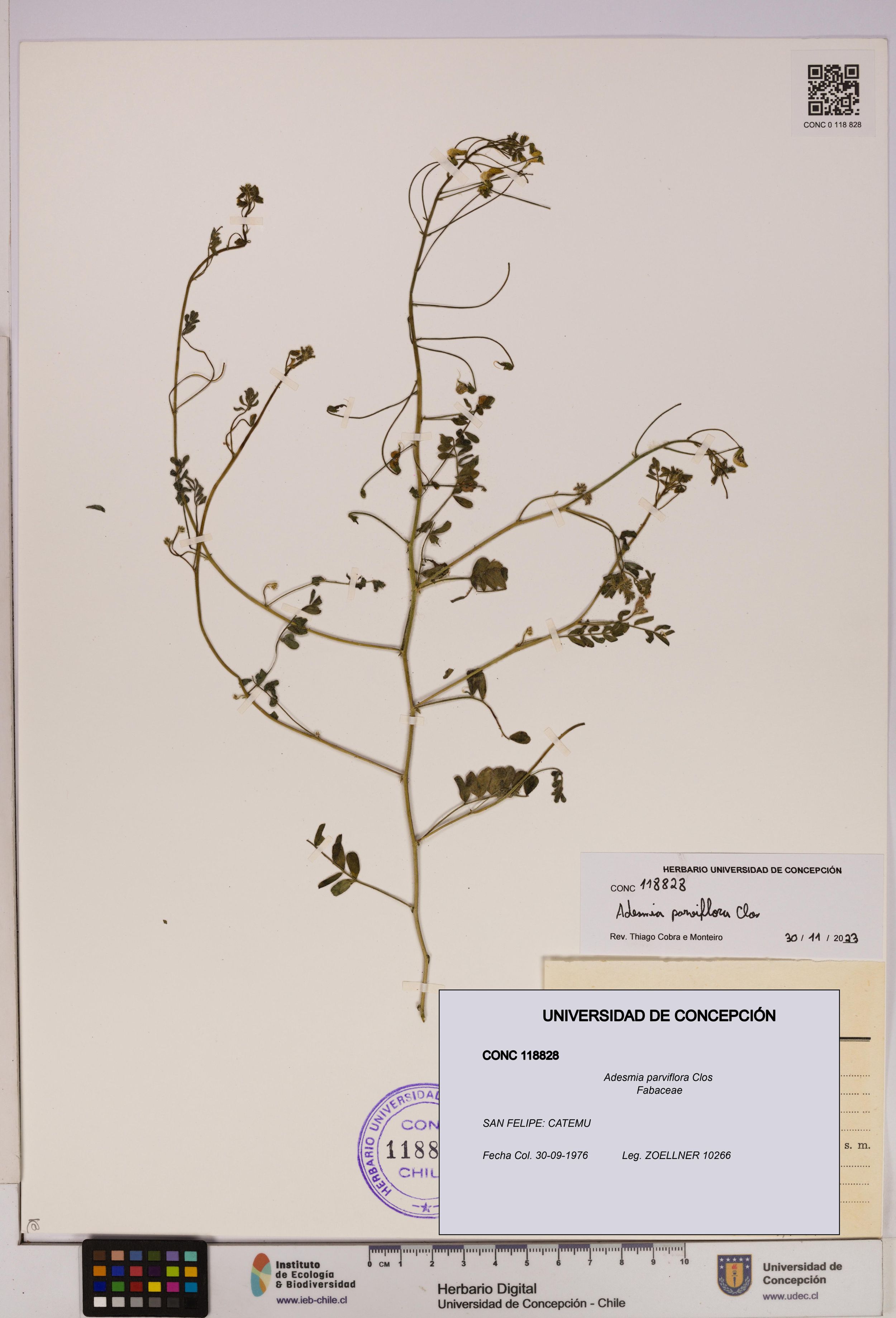 Adesmia parviflora [Espécimen: ]
