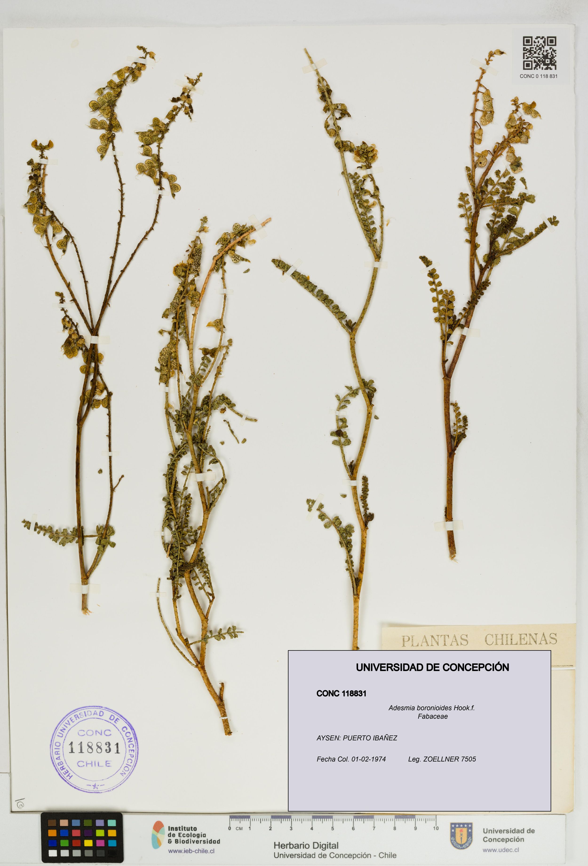 Adesmia boronioides [Espécimen: ]