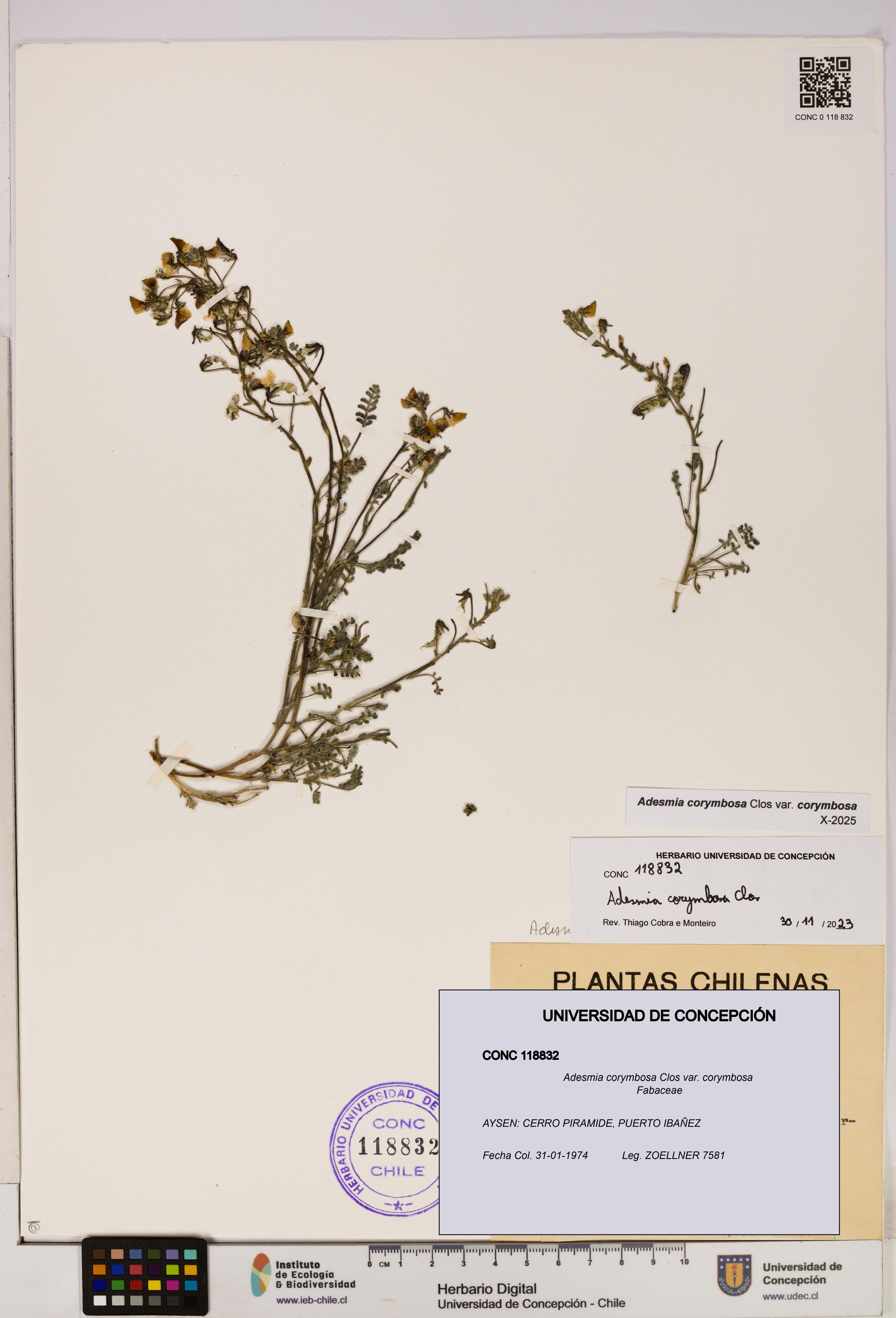 Adesmia corymbosa var. corymbosa [Espécimen: ]