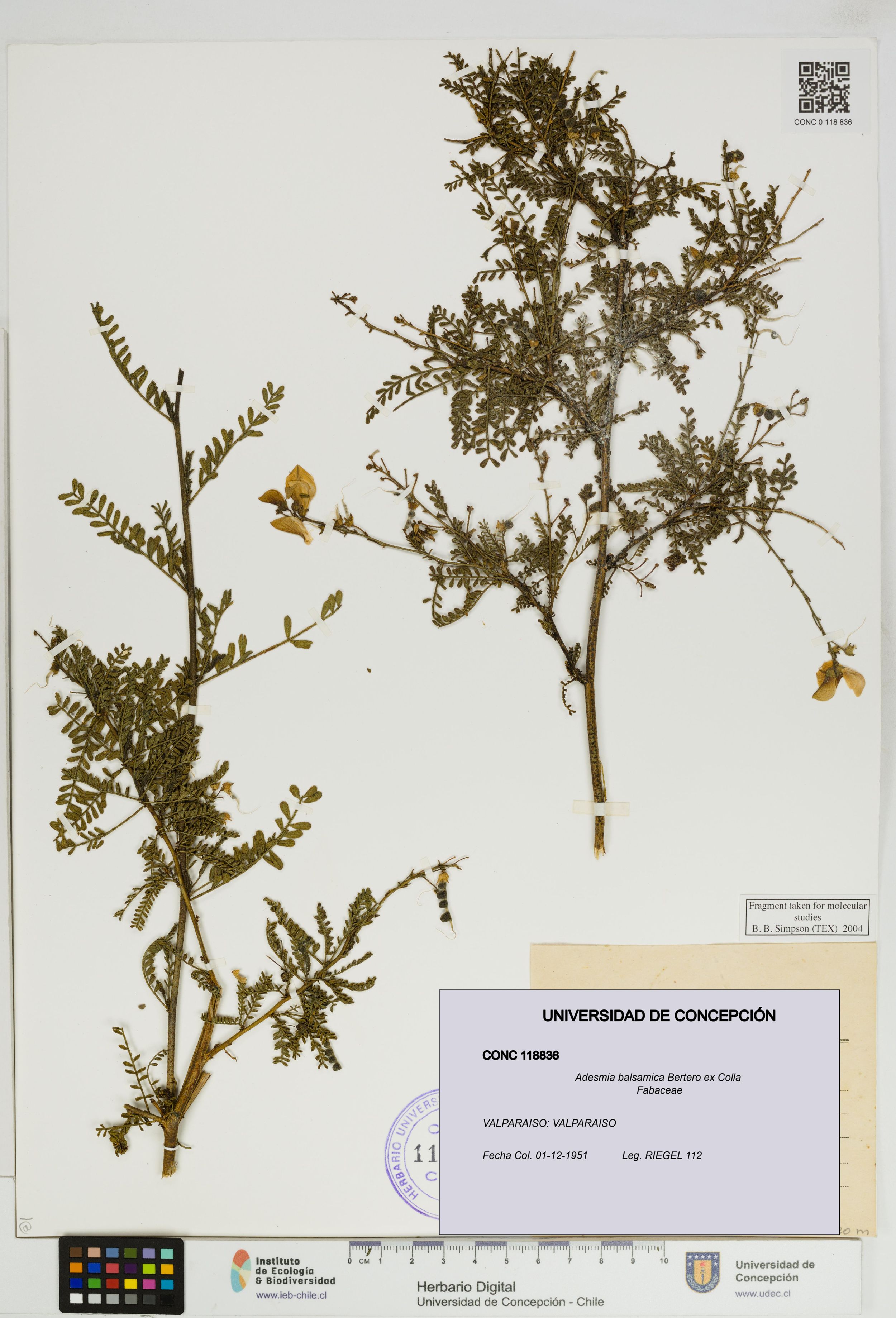Adesmia balsamica [Espécimen: ]