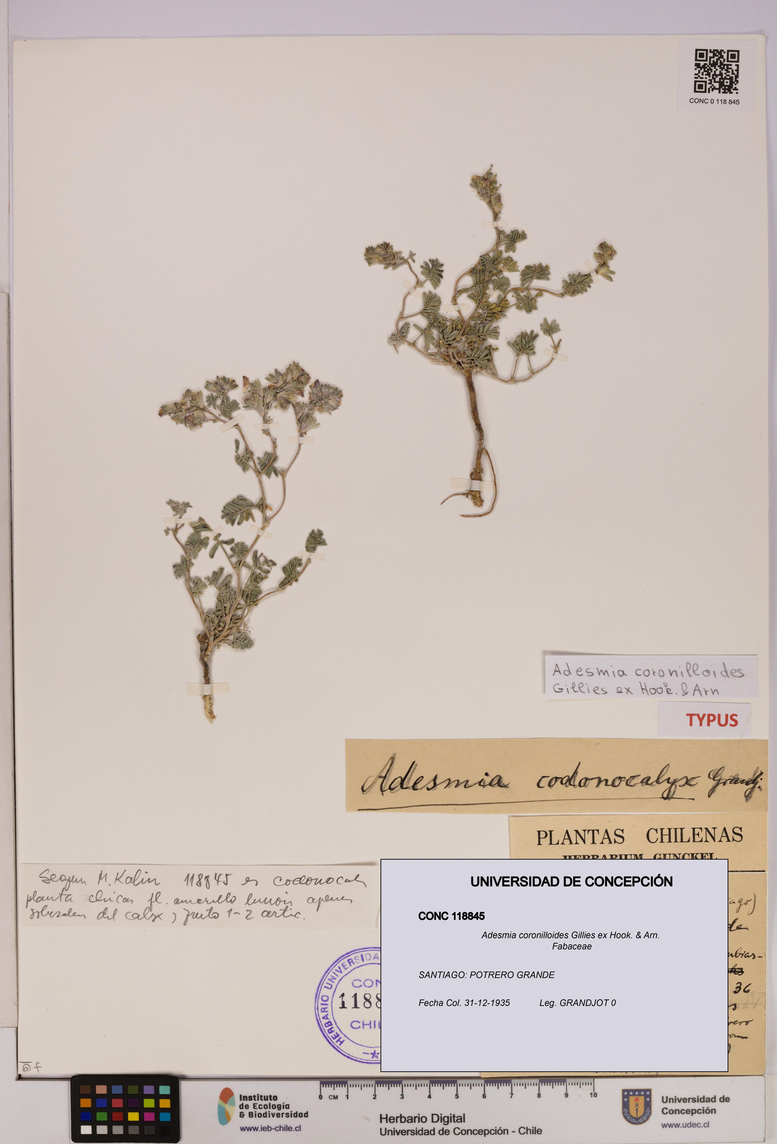 Adesmia coronilloides [Espécimen: ]