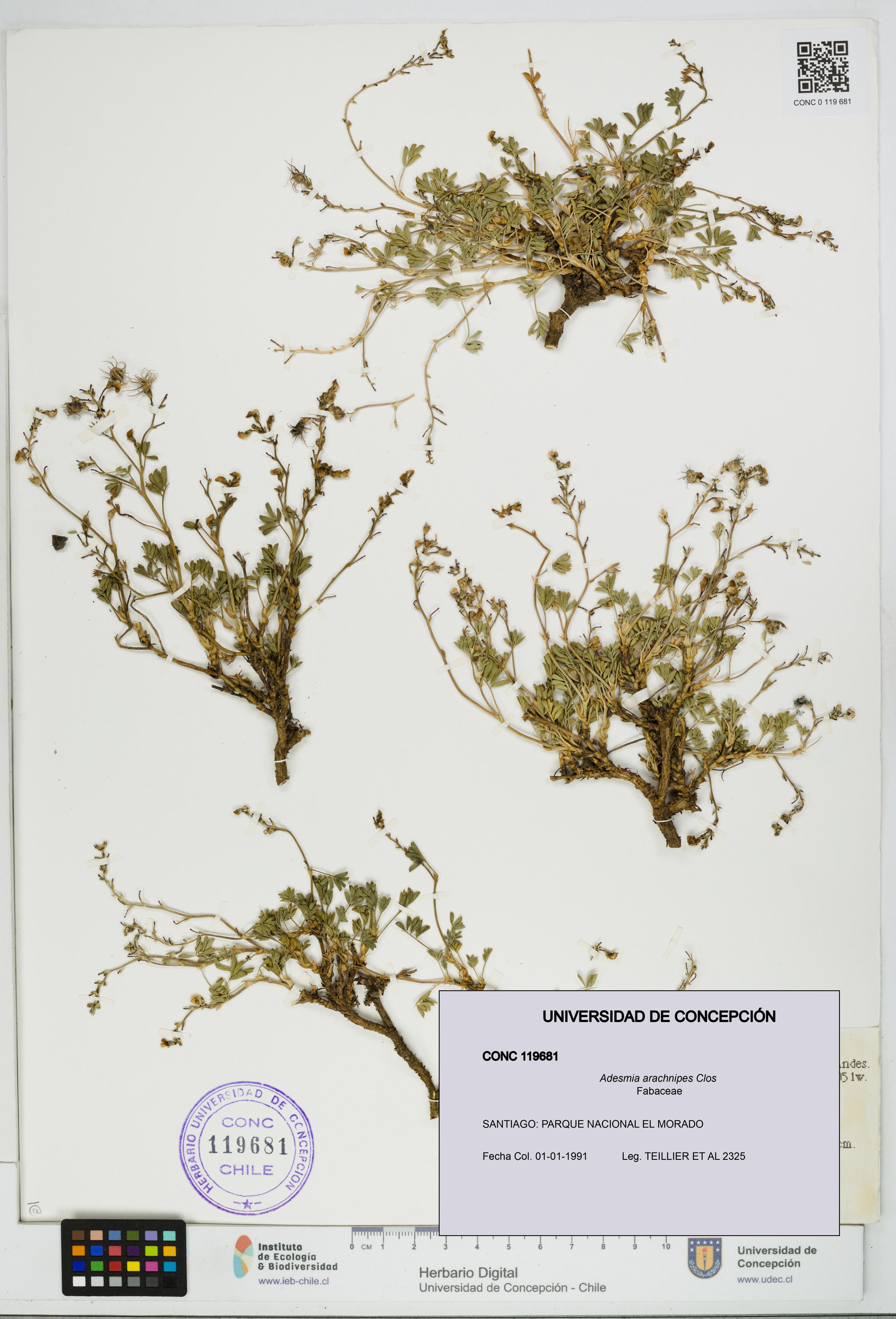 Adesmia arachnipes [Espécimen: ]