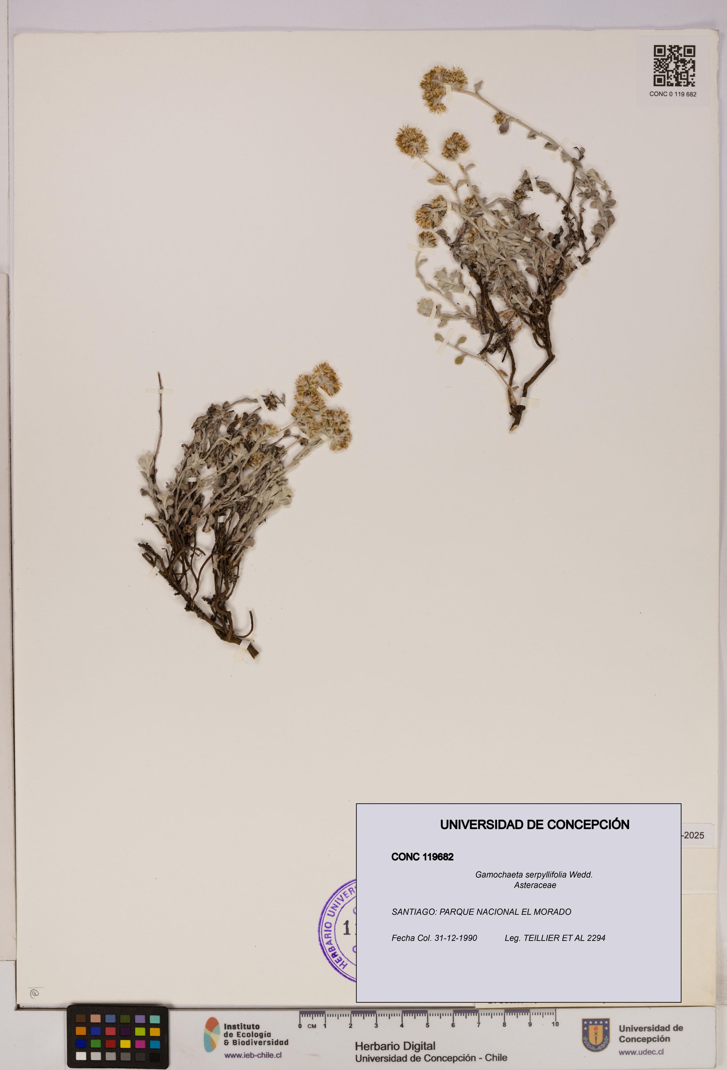 Gamochaeta serpyllifolia [Espécimen: ]