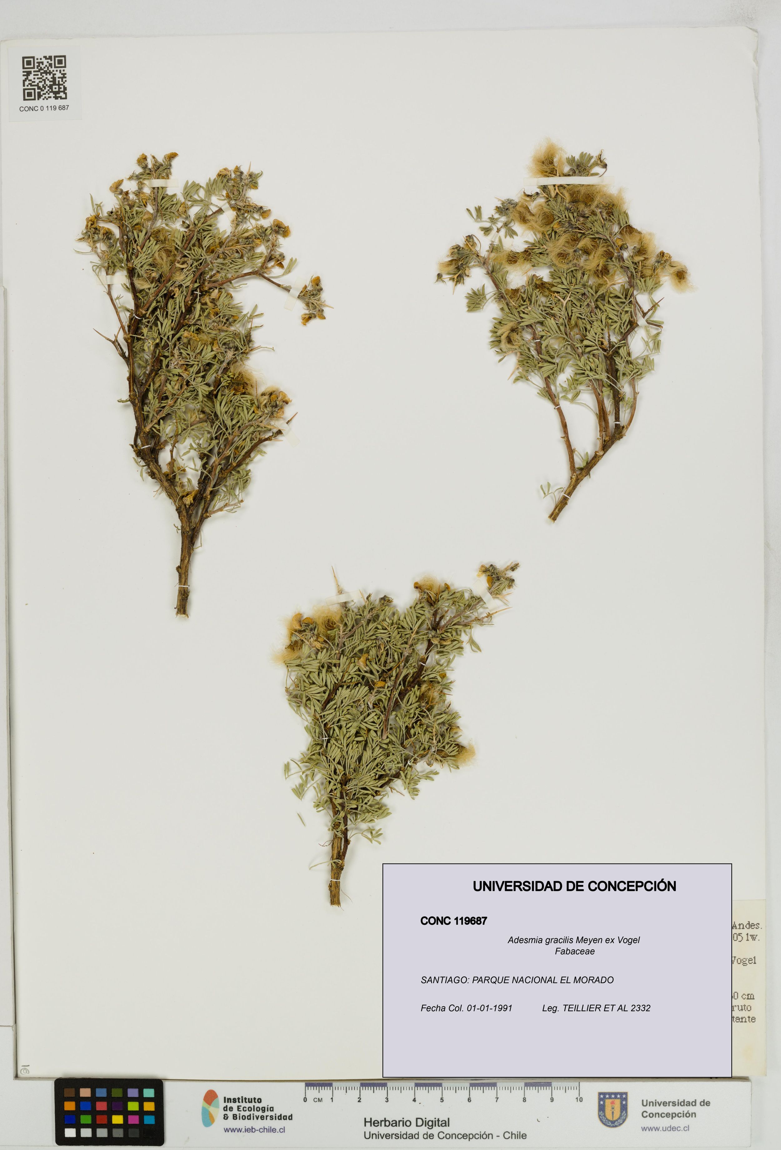 Adesmia gracilis [Espécimen: ]