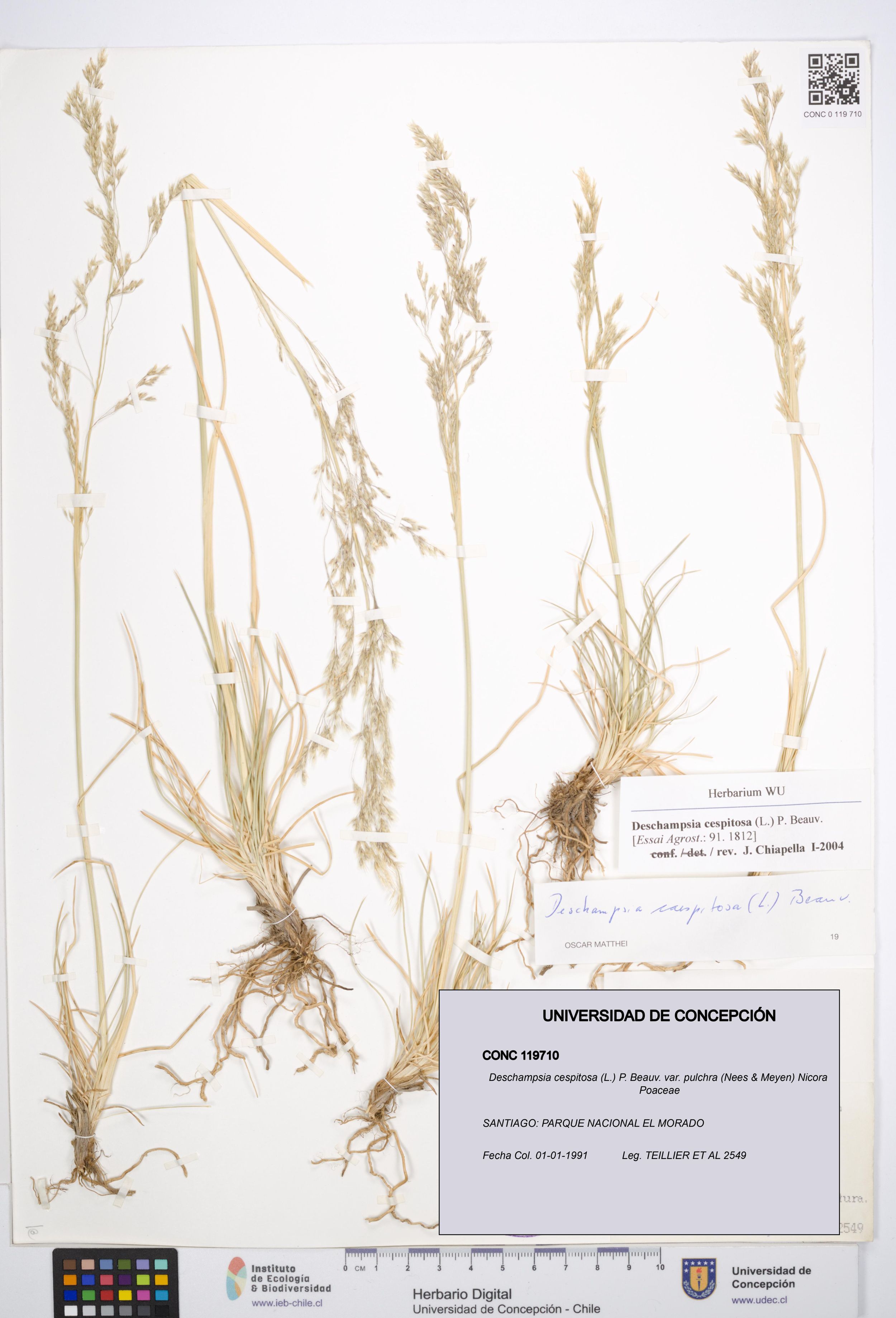 Deschampsia cespitosa var. pulchra [Espécimen: ]