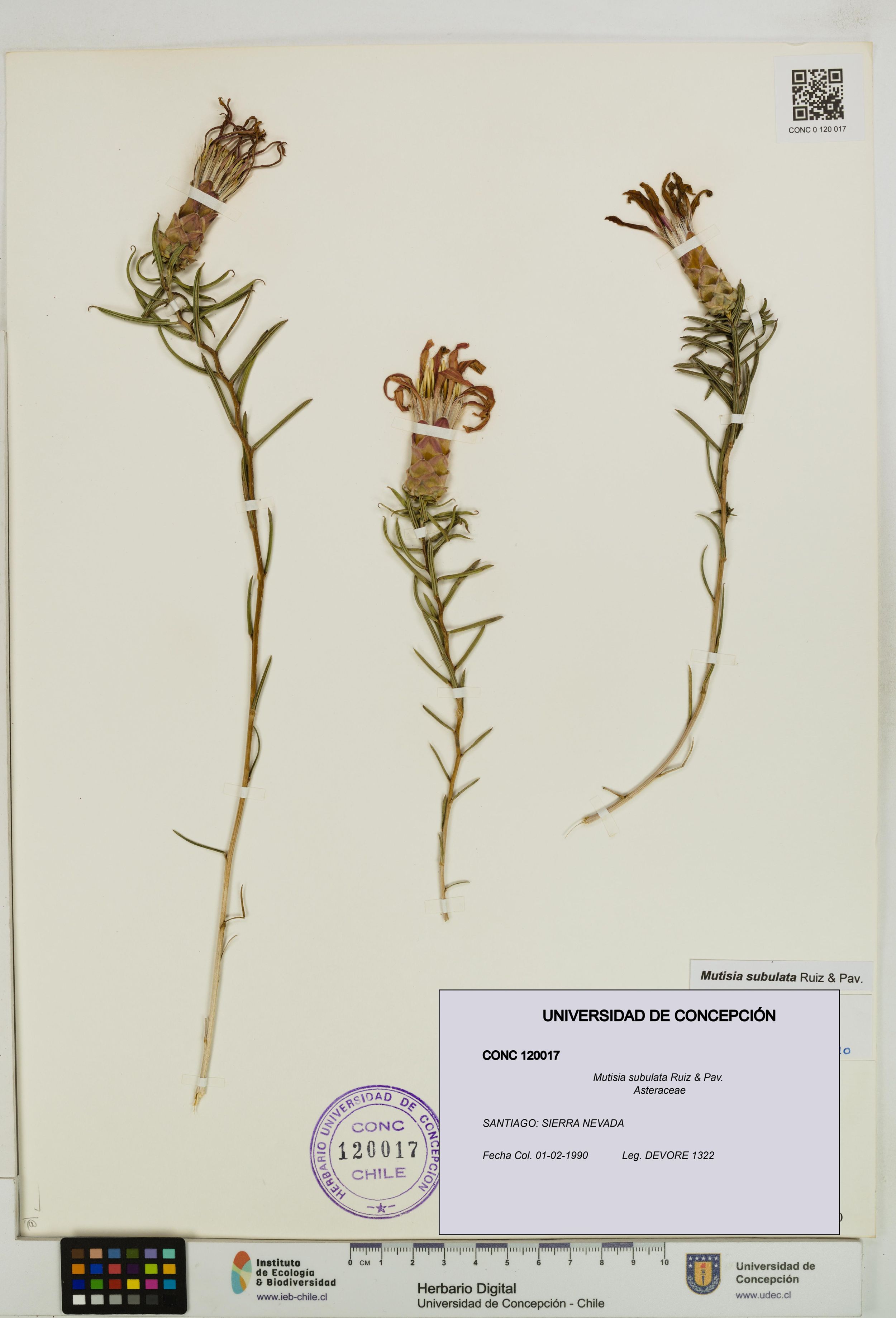 Mutisia subulata [Espécimen: ]