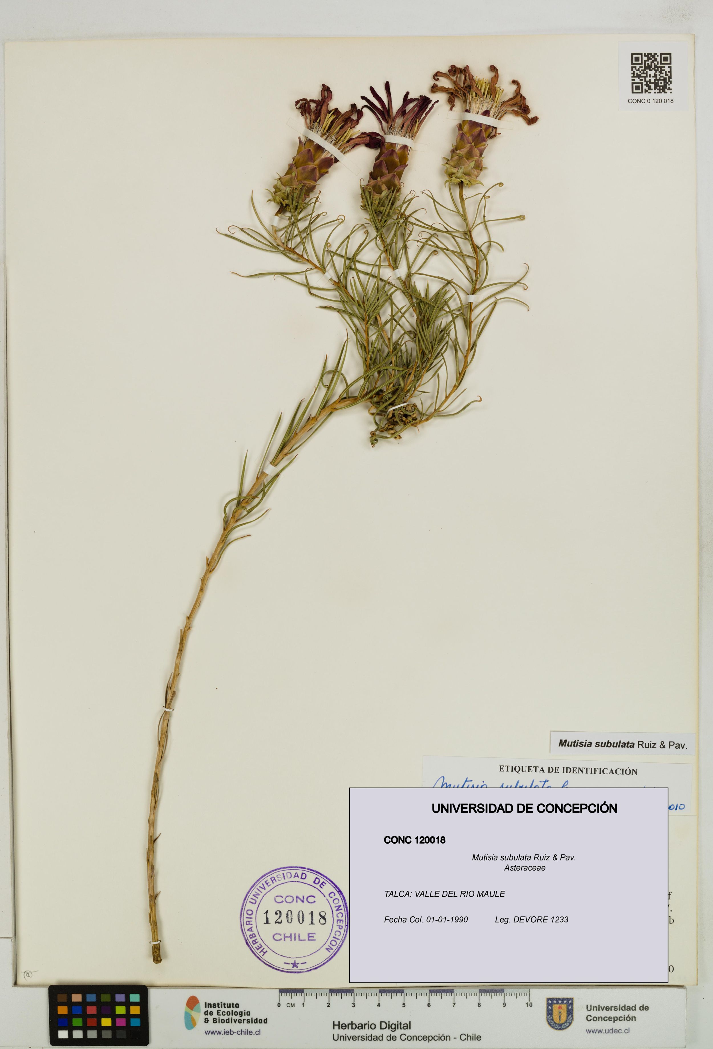 Mutisia subulata [Espécimen: ]