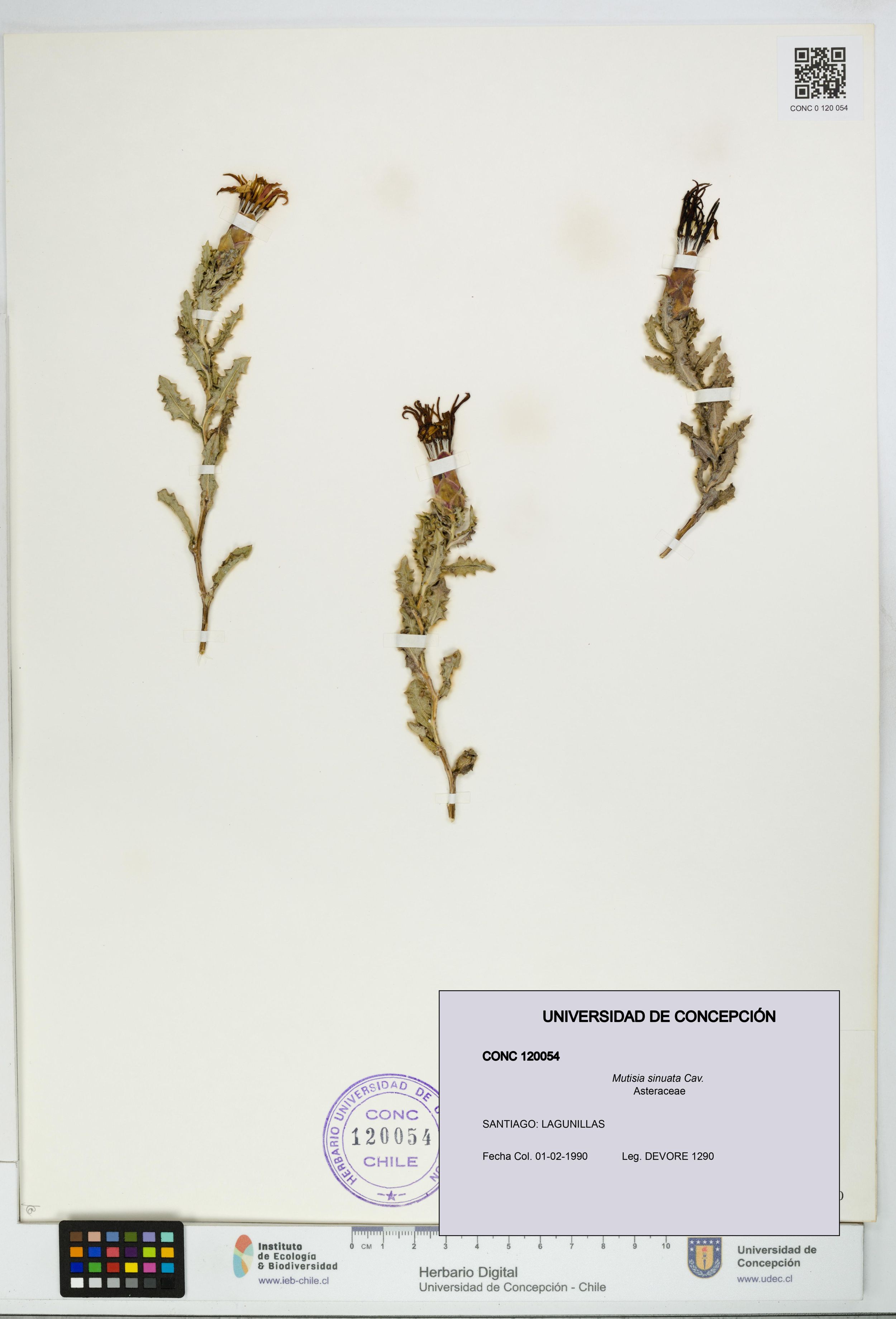 Mutisia sinuata [Espécimen: ]