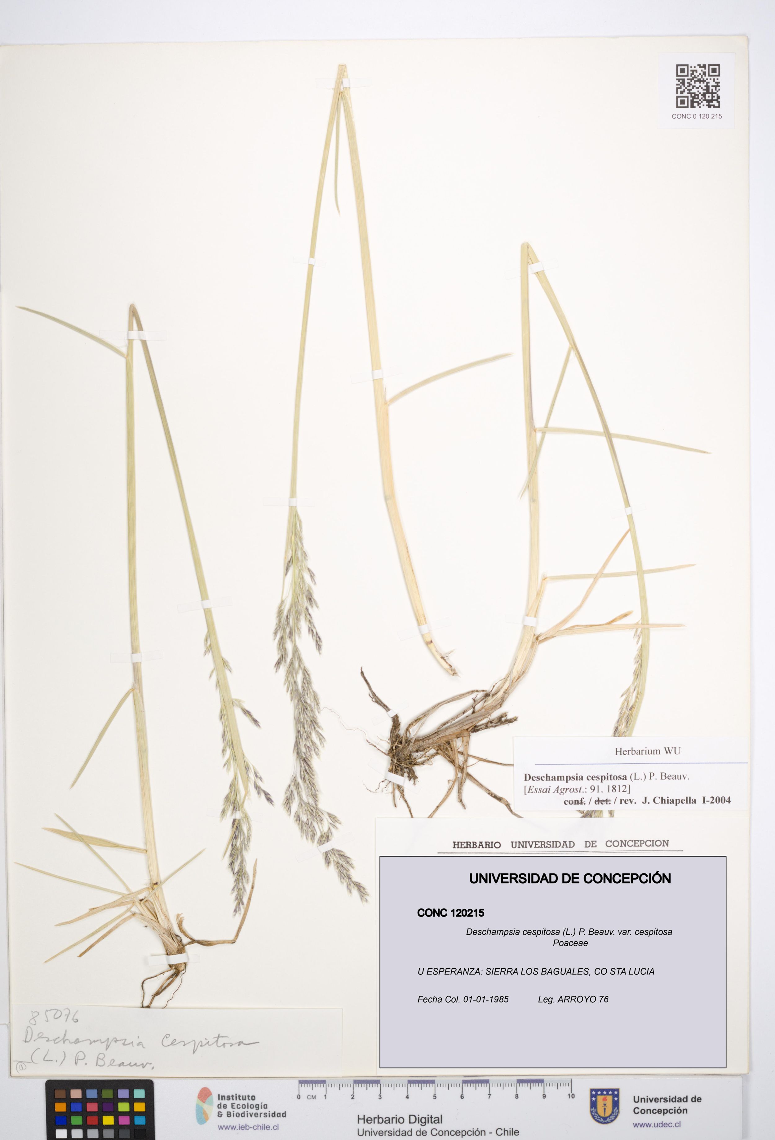 Deschampsia cespitosa var. cespitosa [Espécimen: ]
