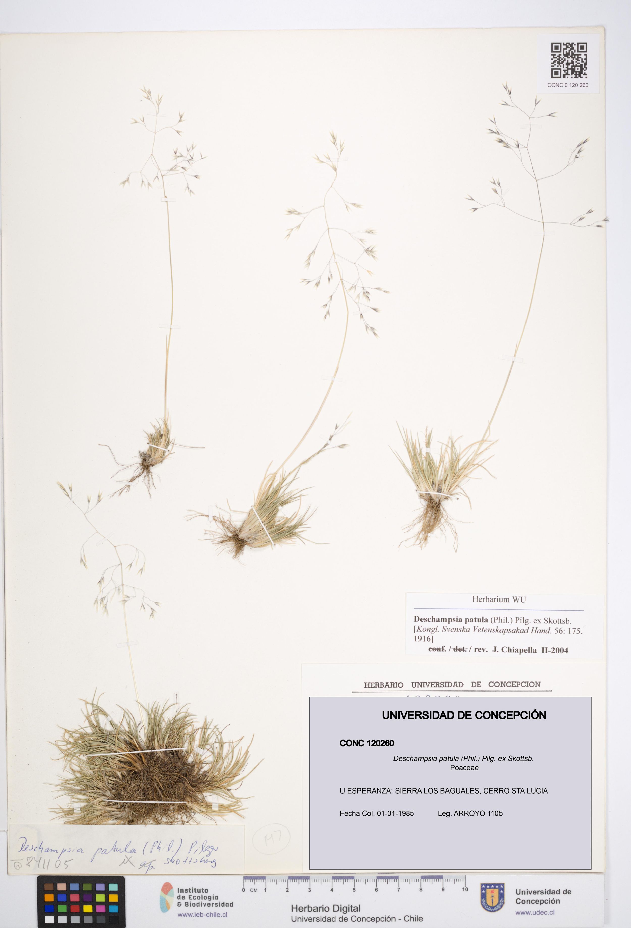 Deschampsia patula [Espécimen: ]
