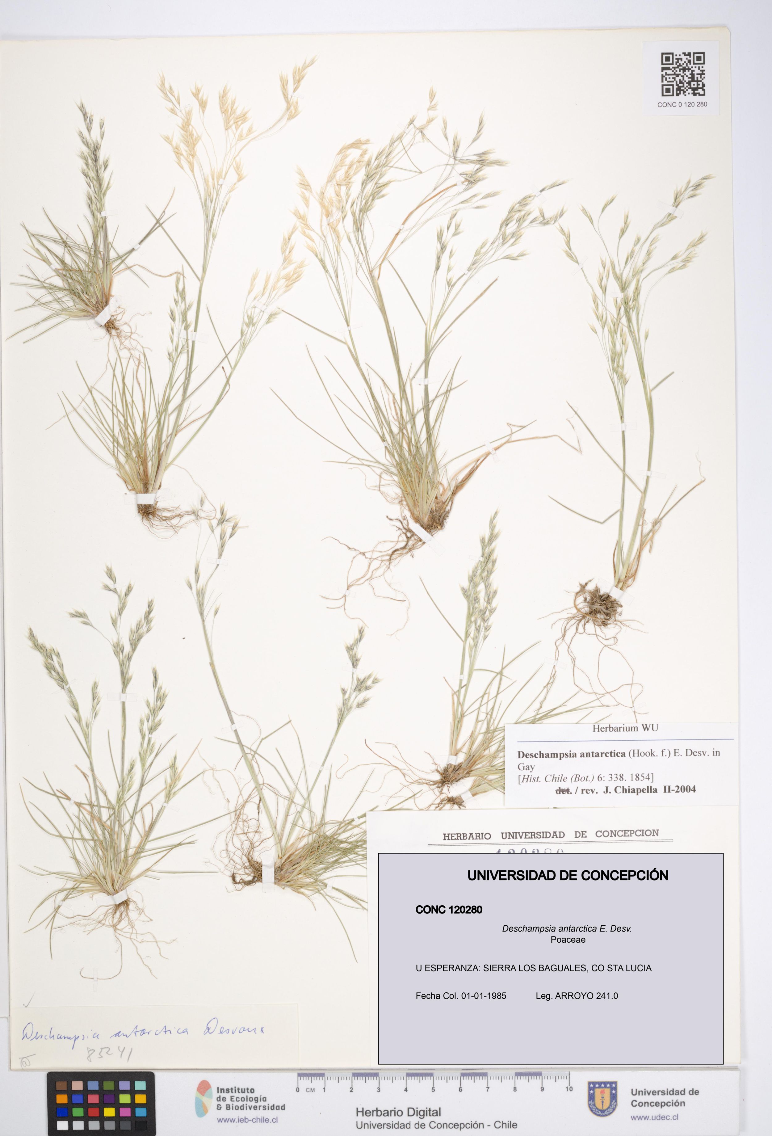 Deschampsia antarctica [Espécimen: ]