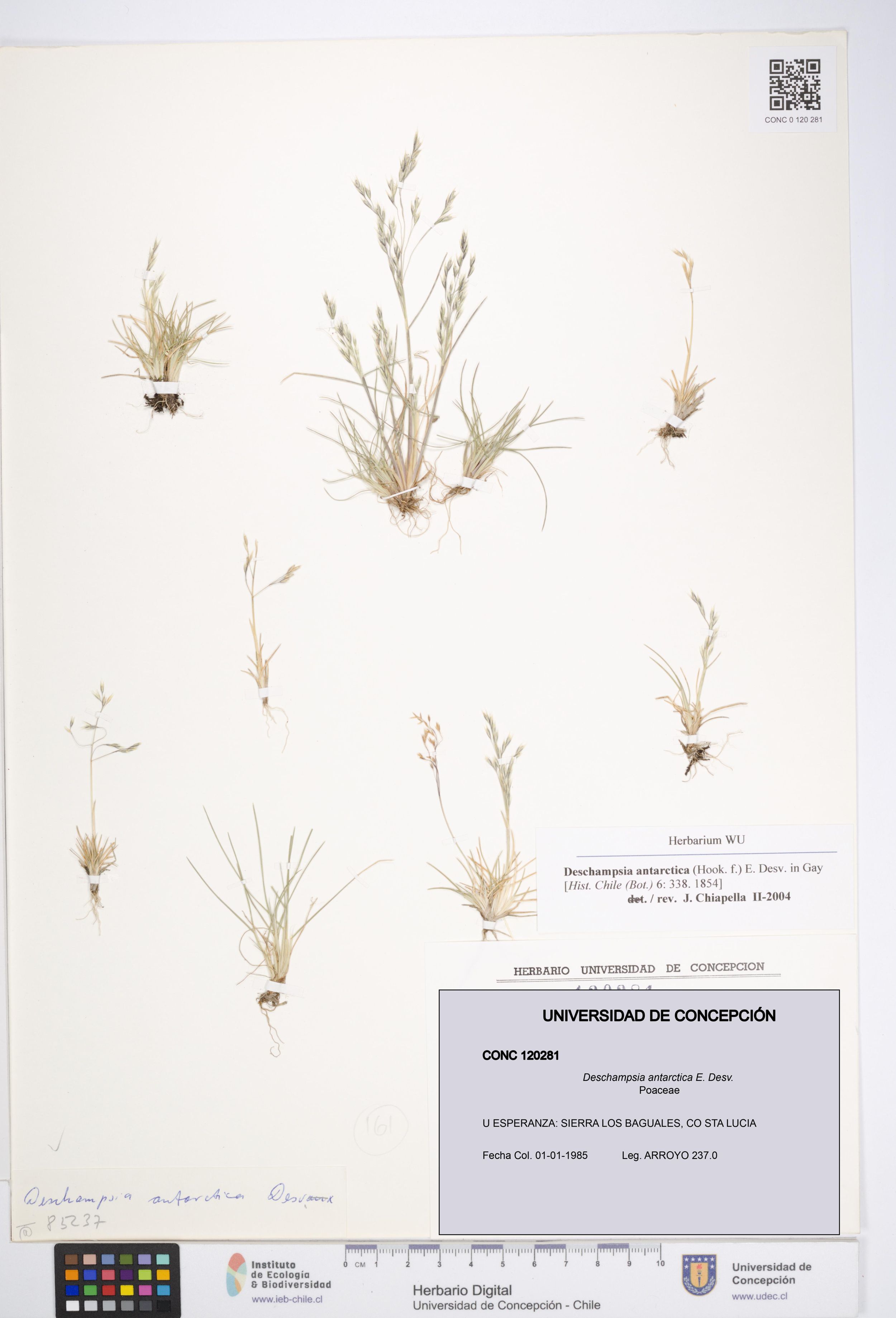 Deschampsia antarctica [Espécimen: ]