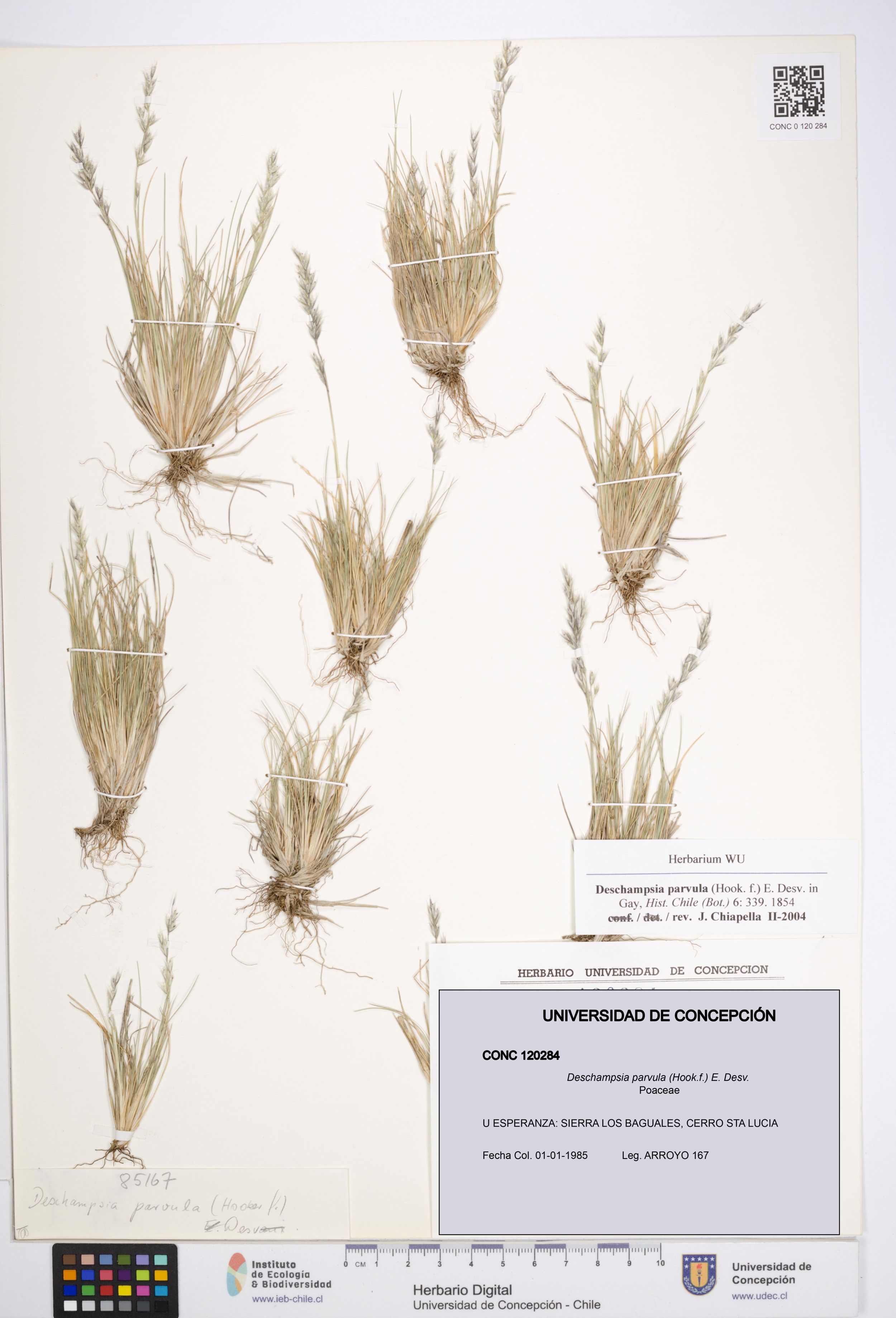 Deschampsia parvula [Espécimen: ]
