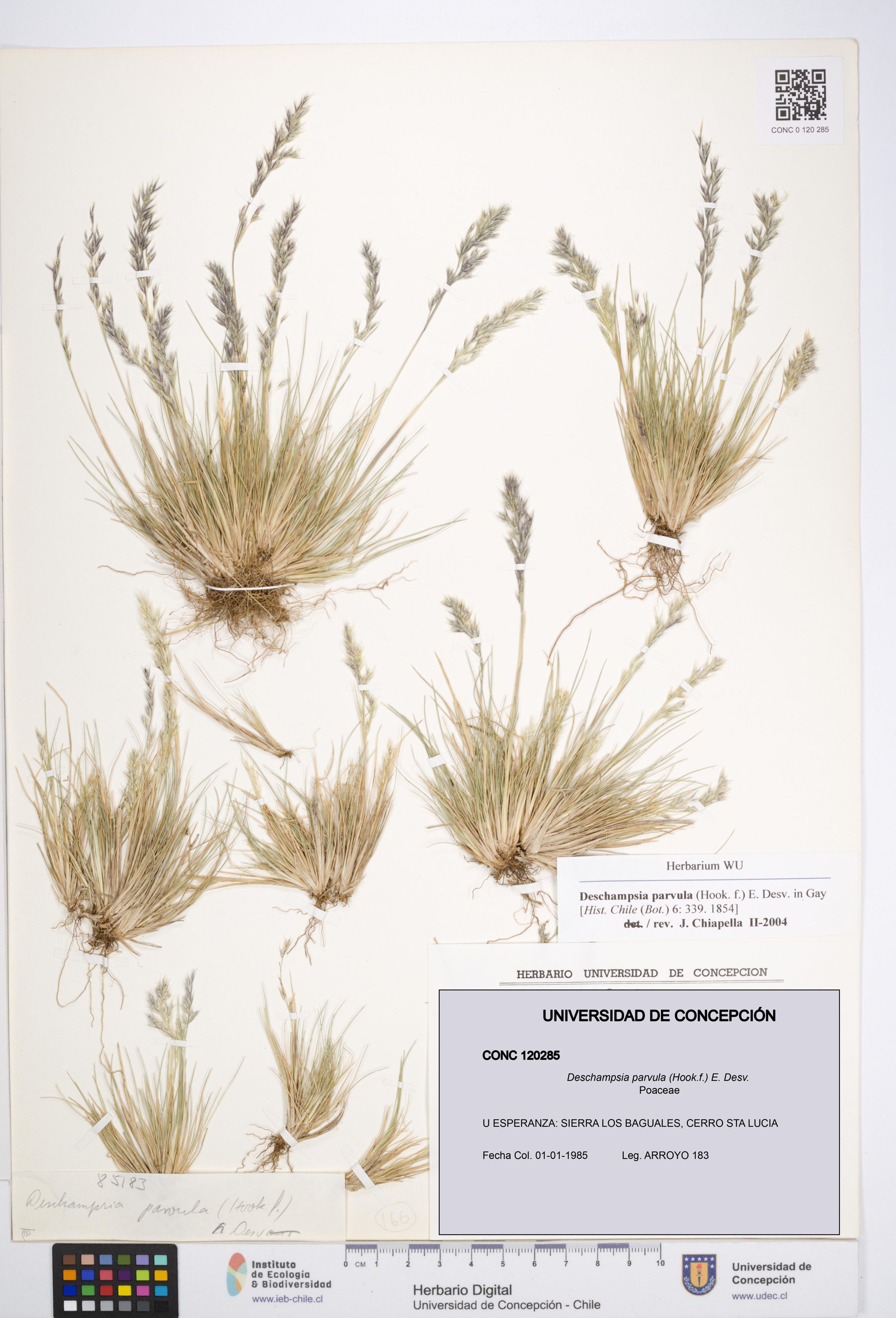 Deschampsia parvula [Espécimen: ]