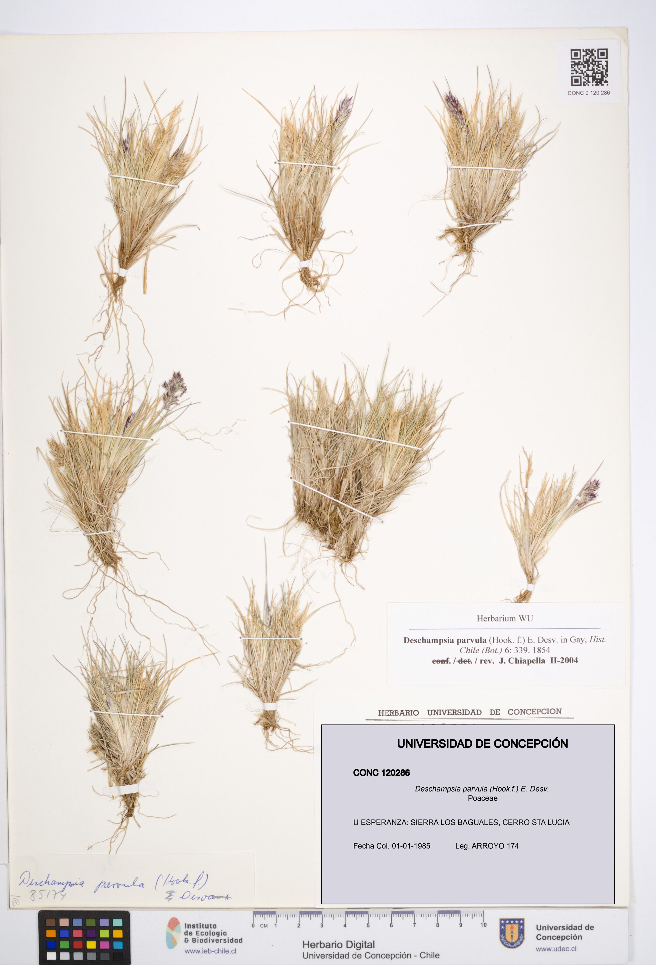 Deschampsia parvula [Espécimen: ]
