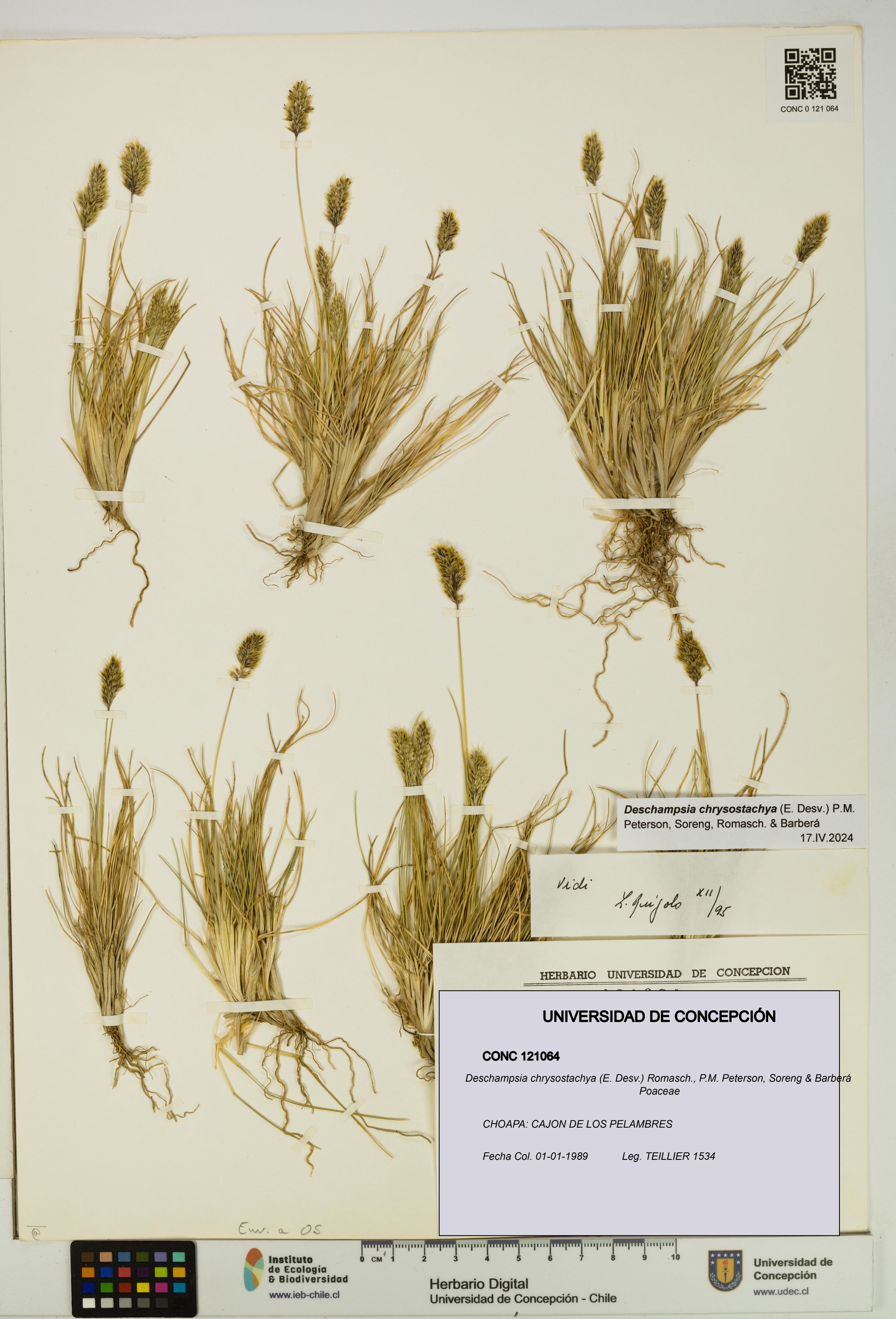 Deschampsia chrysostachya [Espécimen: ]