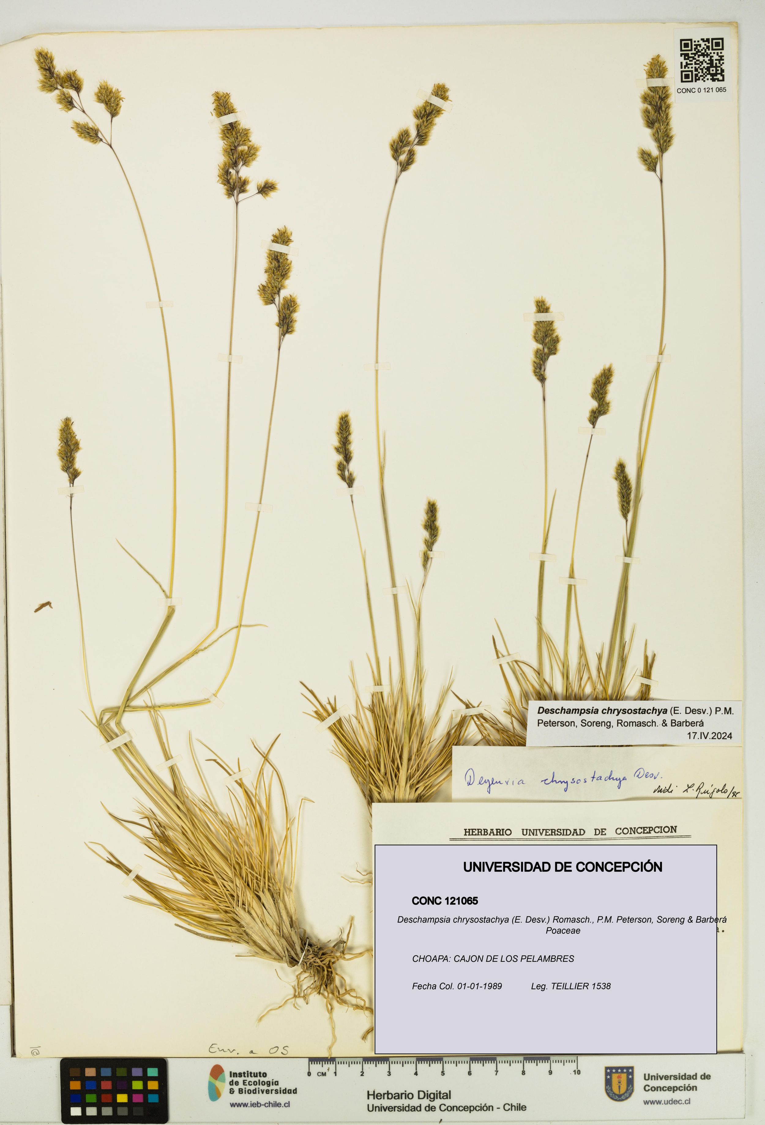 Deschampsia chrysostachya [Espécimen: ]
