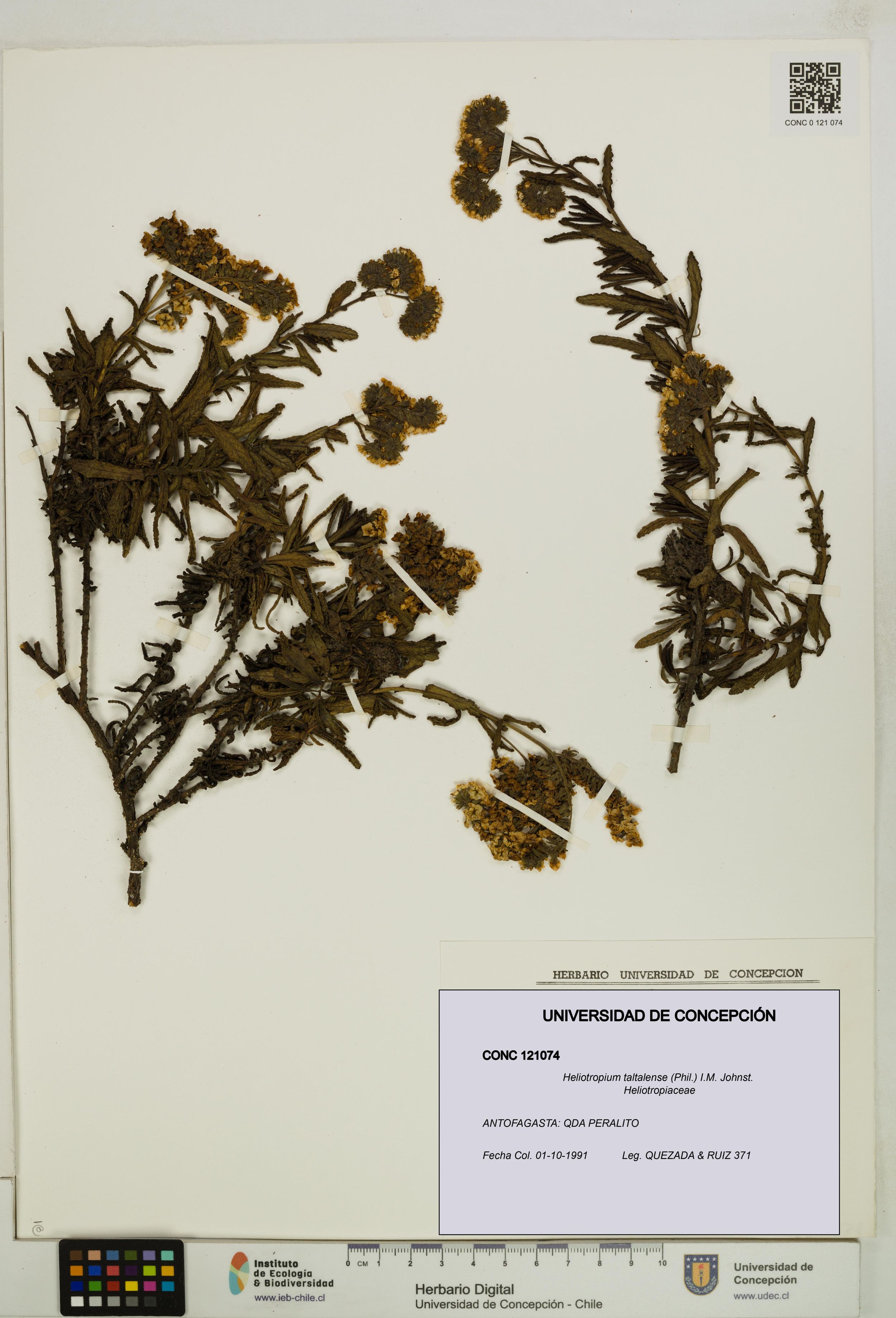 Heliotropium taltalense [Espécimen: ]