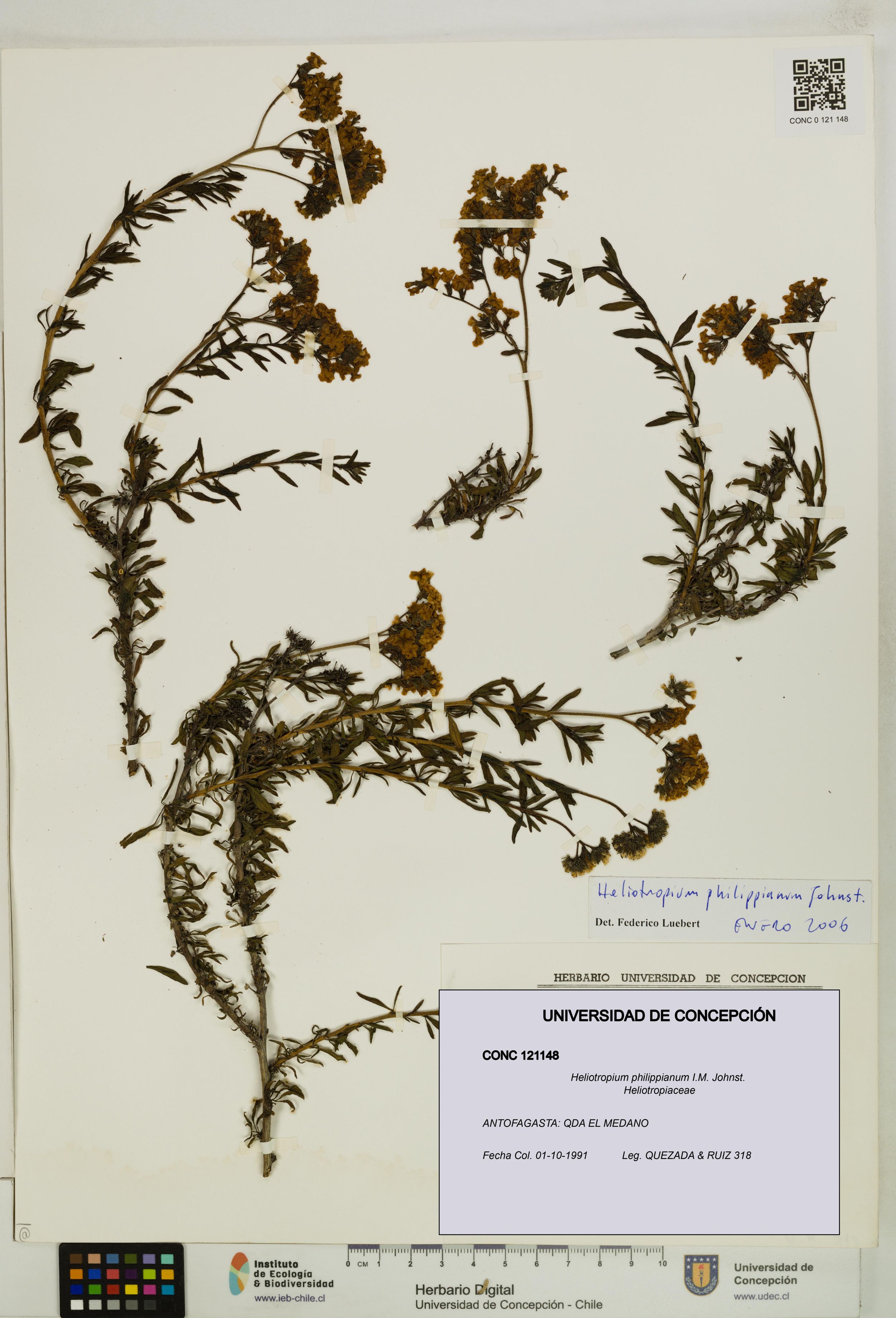 Heliotropium philippianum [Espécimen: ]