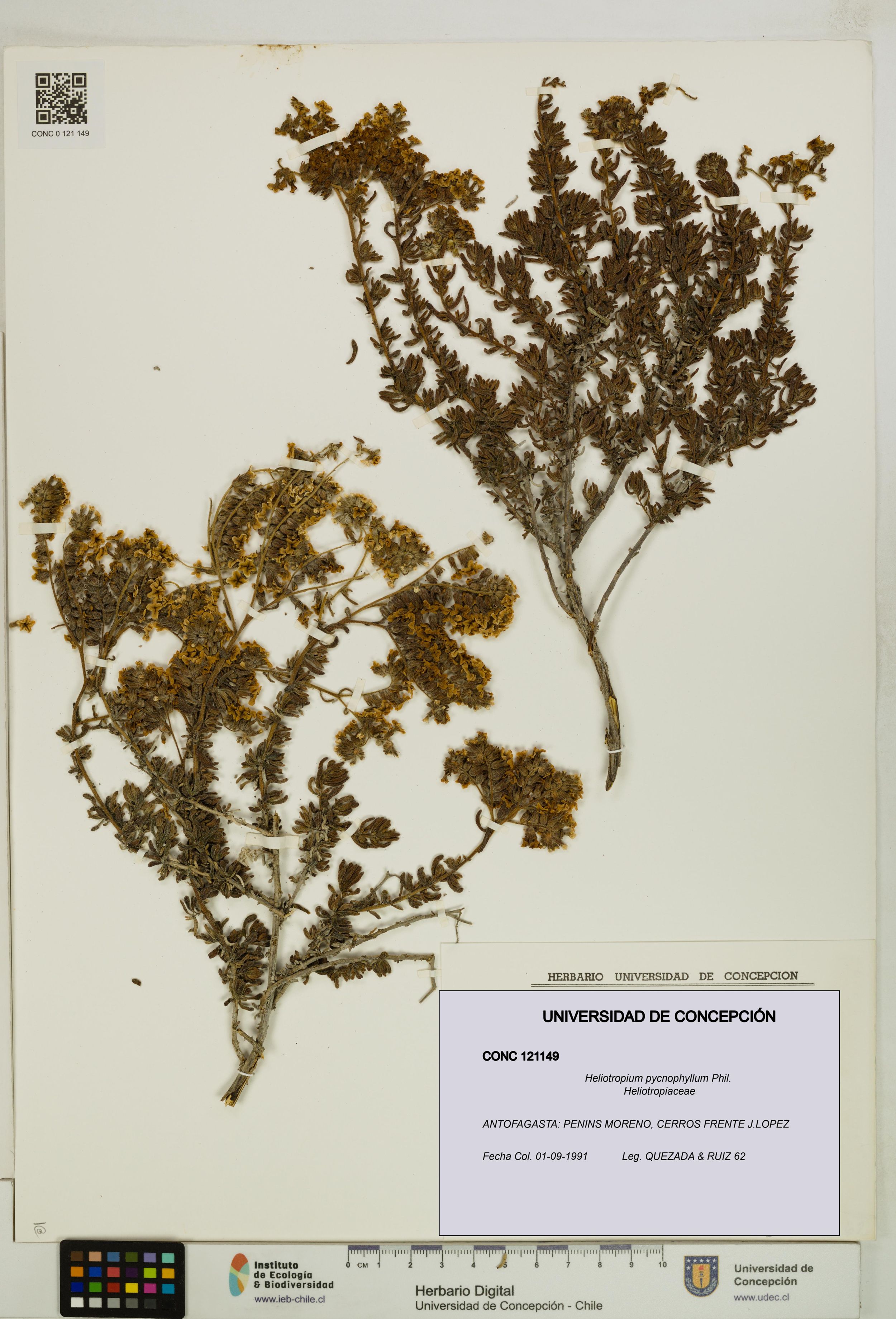 Heliotropium pycnophyllum [Espécimen: ]