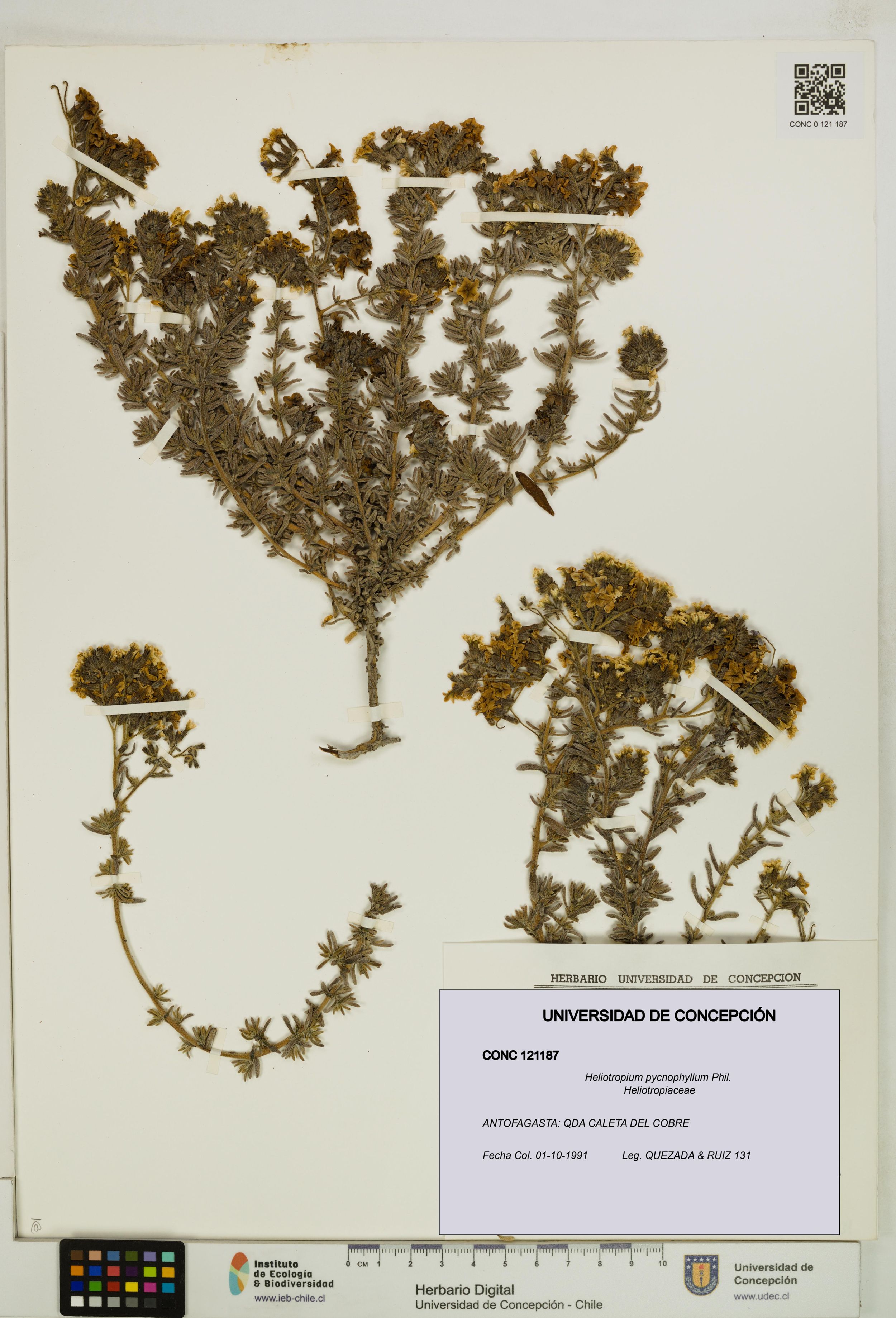Heliotropium pycnophyllum [Espécimen: ]