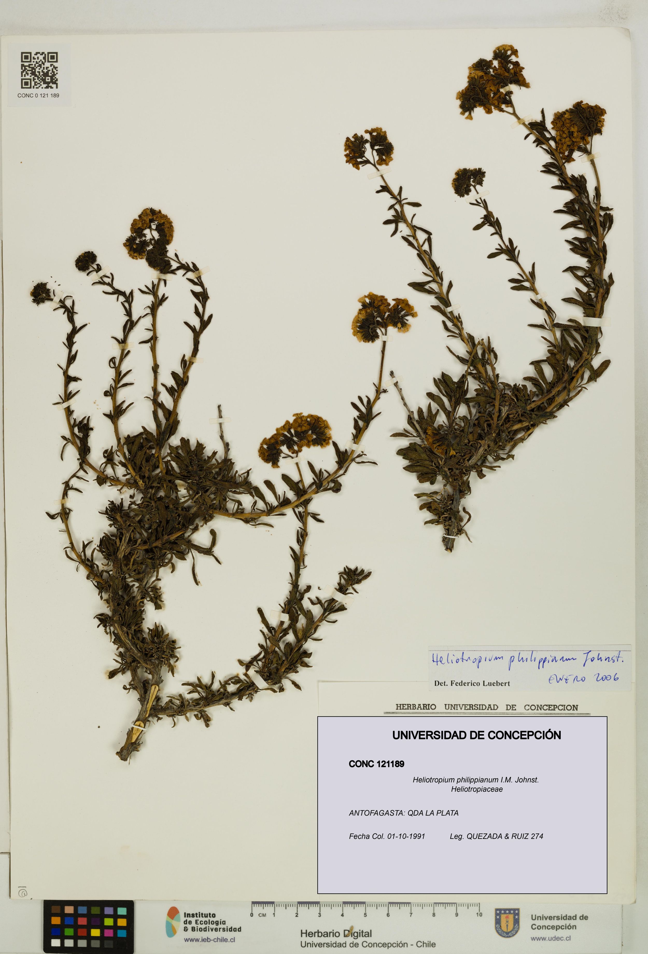 Heliotropium philippianum [Espécimen: ]