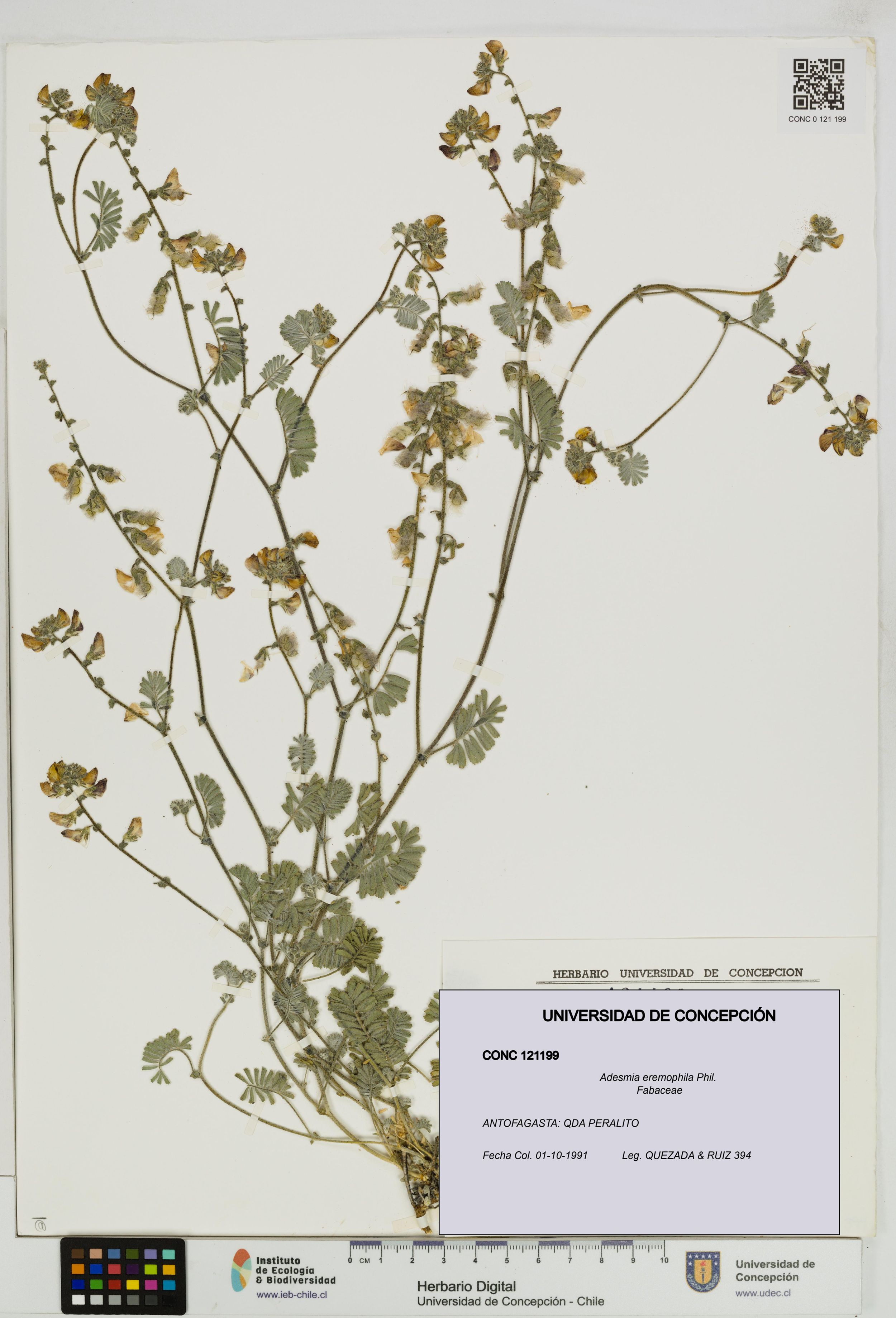 Adesmia eremophila [Espécimen: ]