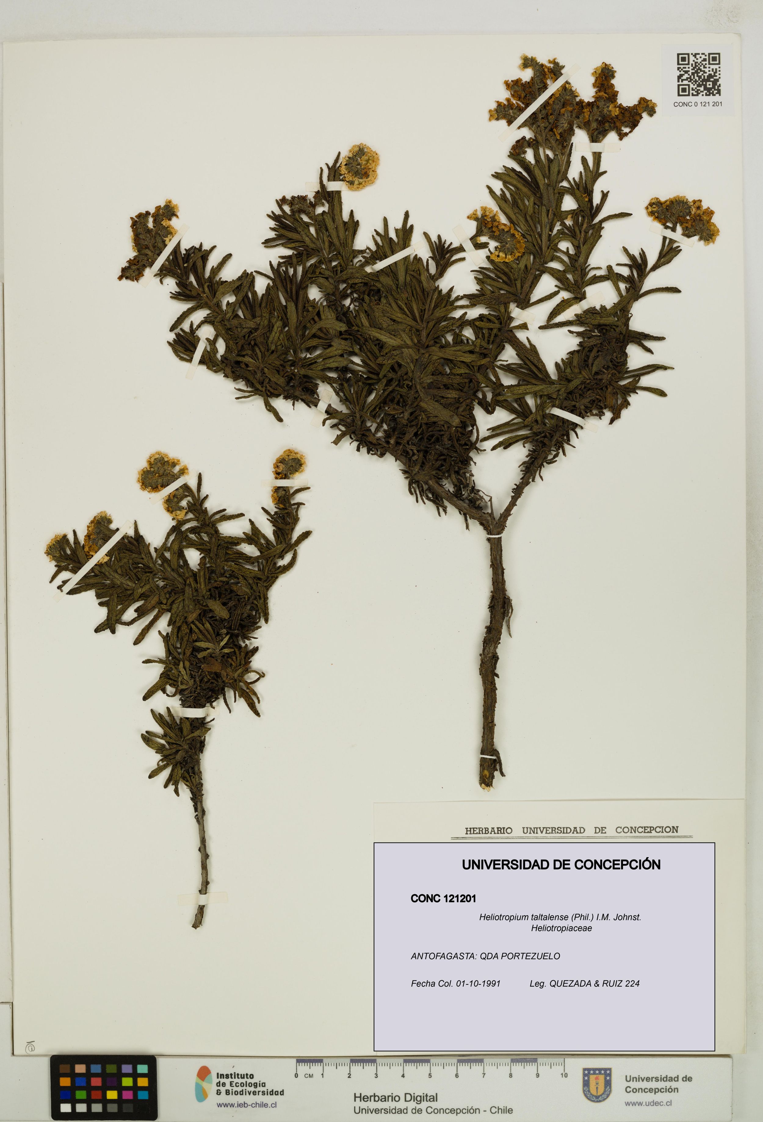 Heliotropium taltalense [Espécimen: ]