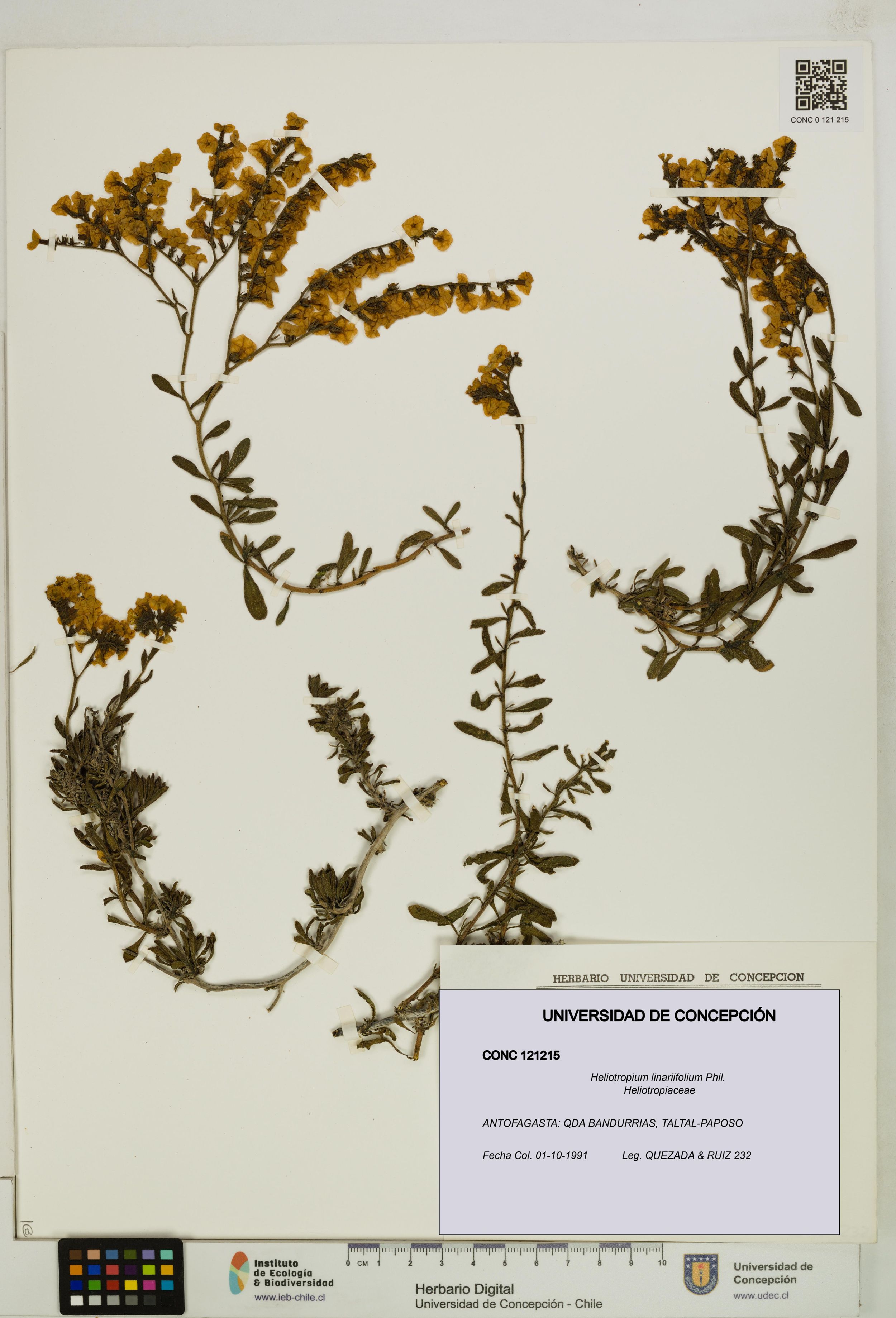 Heliotropium linariifolium [Espécimen: ]